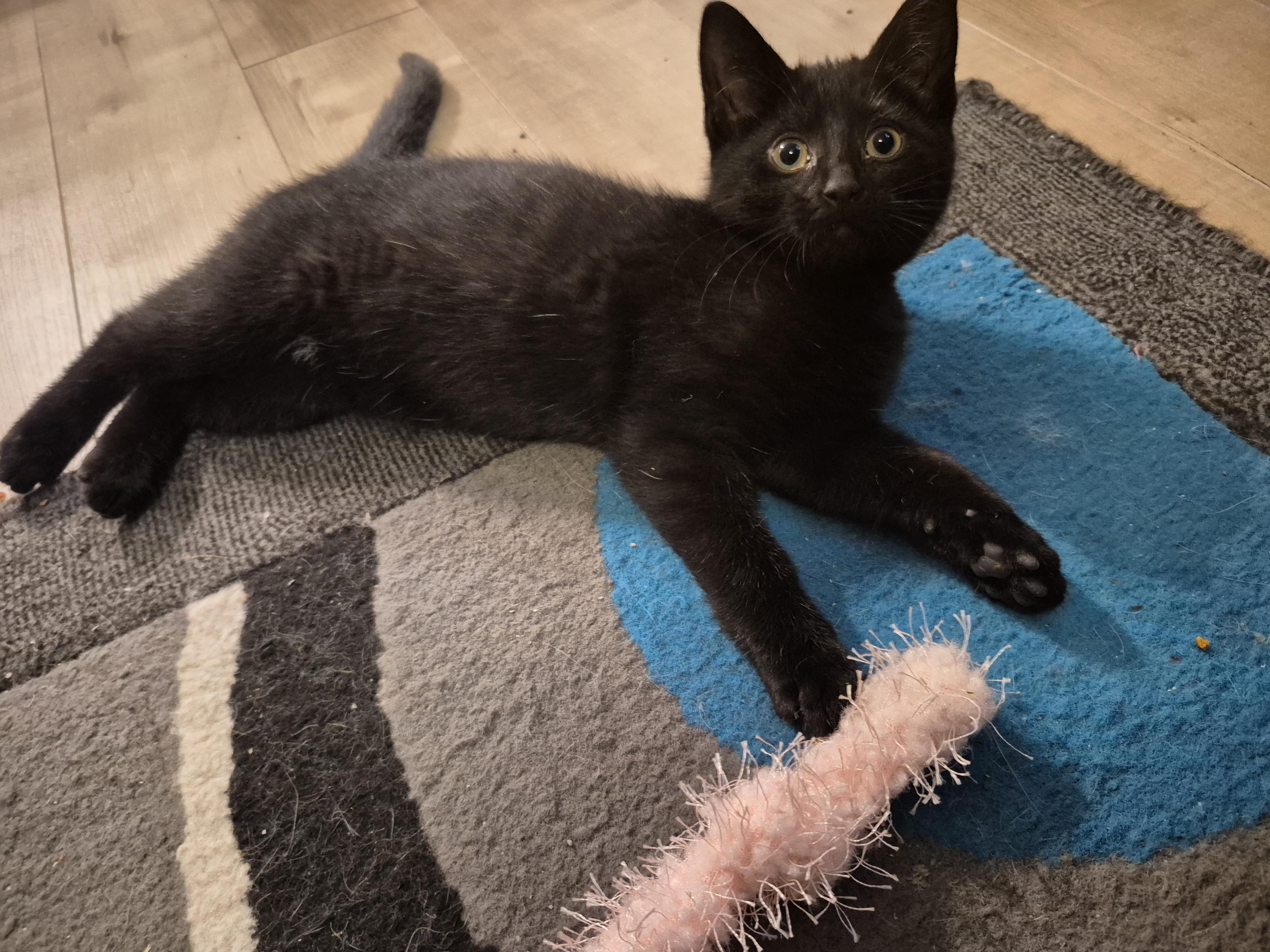 Lola, a Adoptable Domestic Short Hair in Winnipeg, MB image 2/6