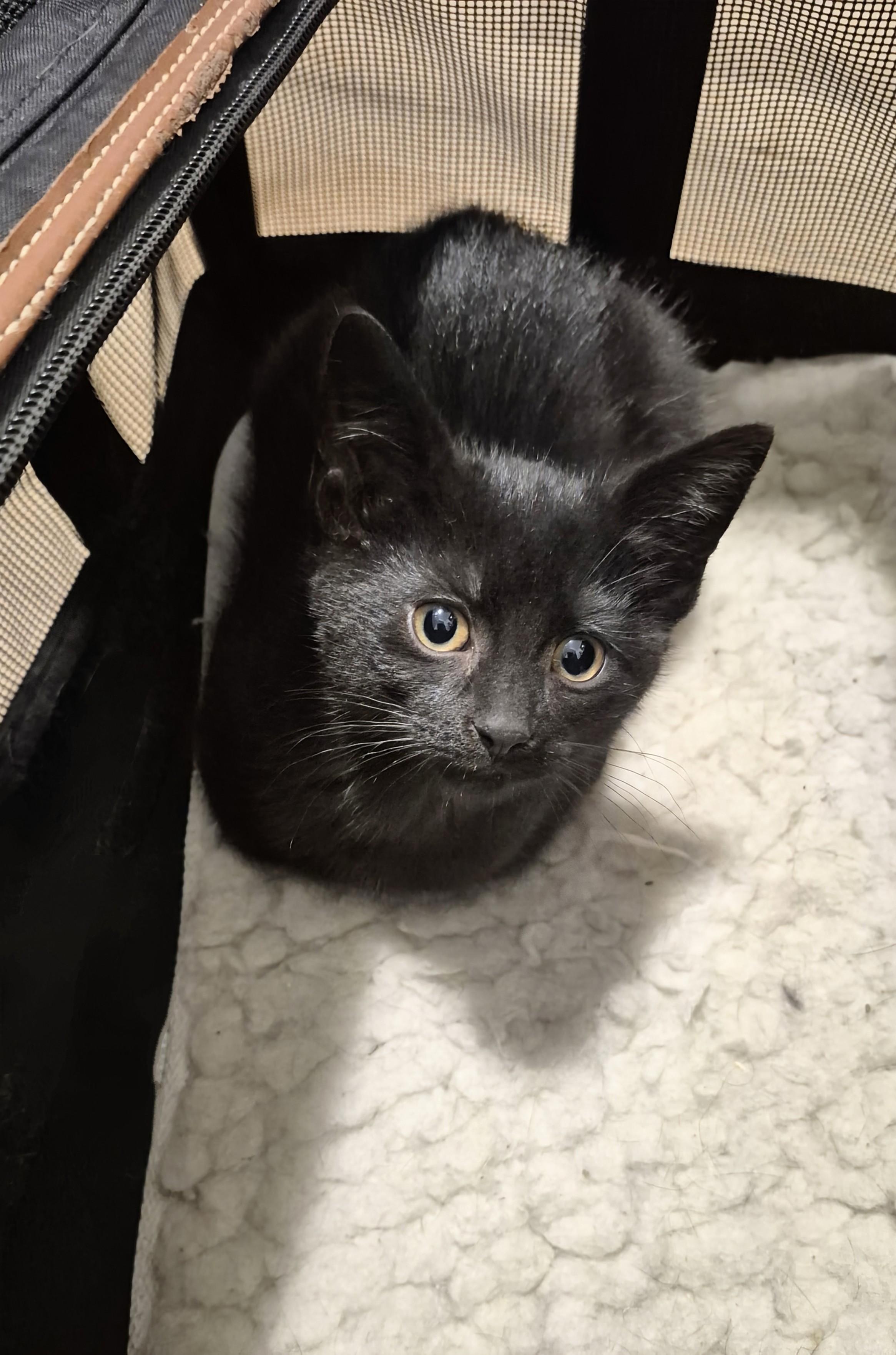 Lola, an adoptable Domestic Short Hair in Winnipeg, MB, R2L 0L6 | Photo Image 2