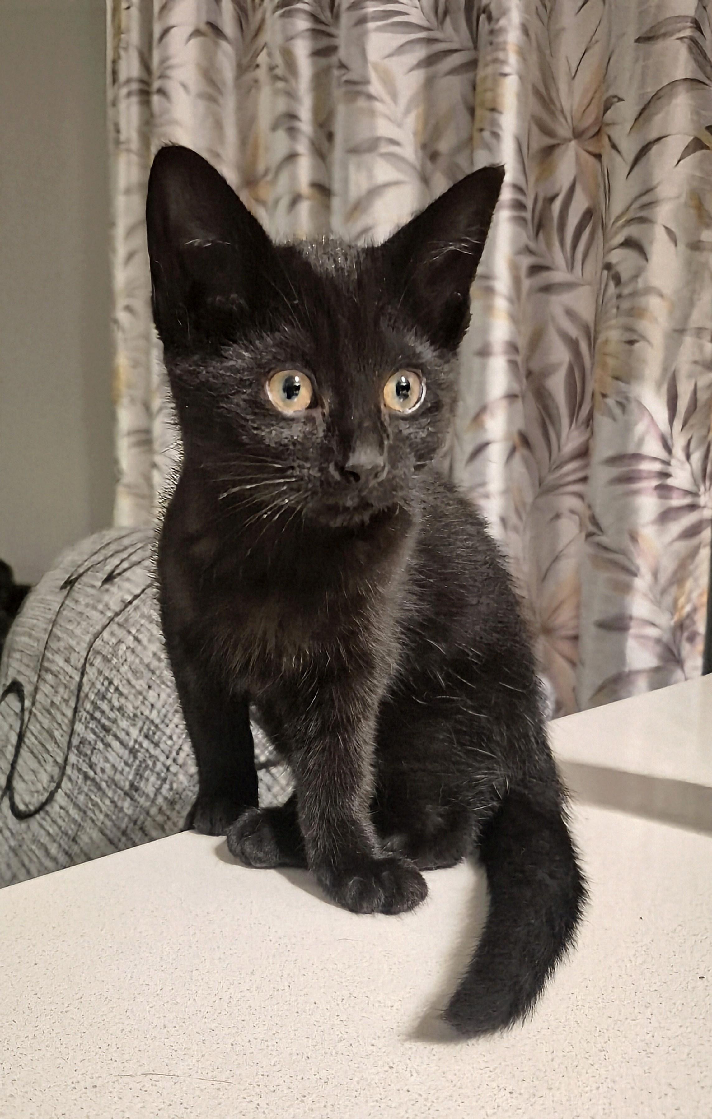 Enlarge Lola, a Adoptable Domestic Short Hair in Winnipeg, MB image 5/6