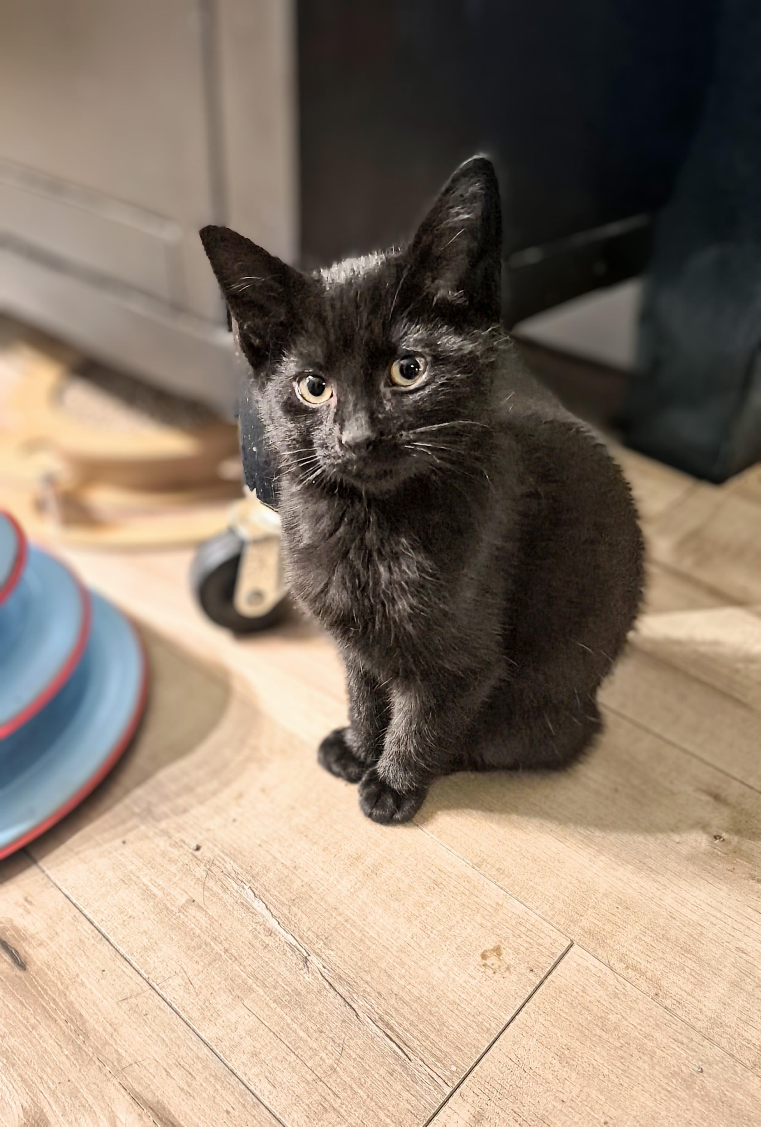 Enlarge Lola, a Adoptable Domestic Short Hair in Winnipeg, MB image 4/6