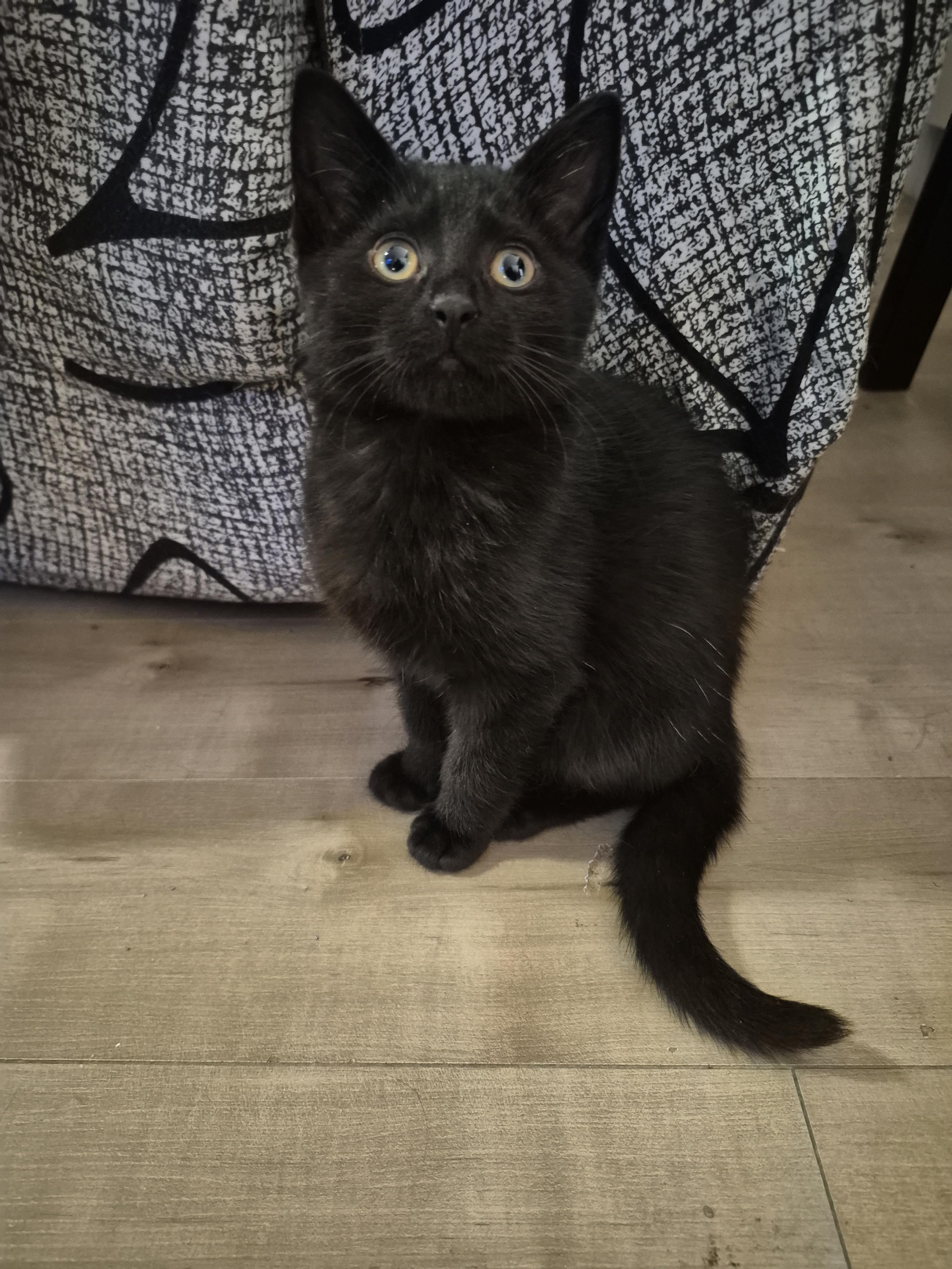 Lola, a Adoptable Domestic Short Hair in Winnipeg, MB image 1/6