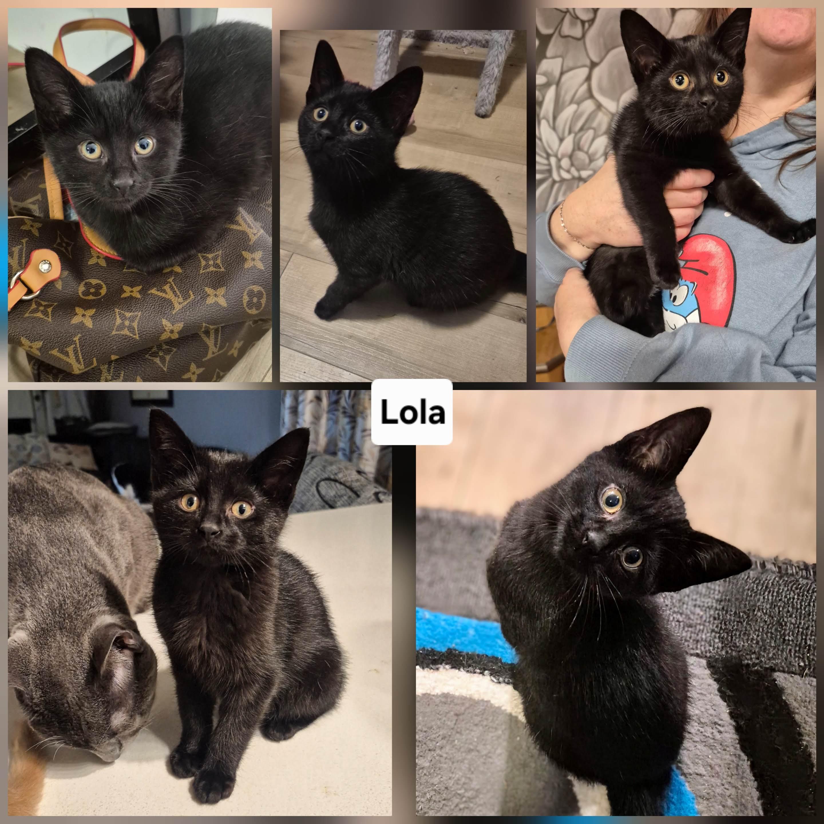 Enlarge Lola, a Adoptable Domestic Short Hair in Winnipeg, MB image 1/6