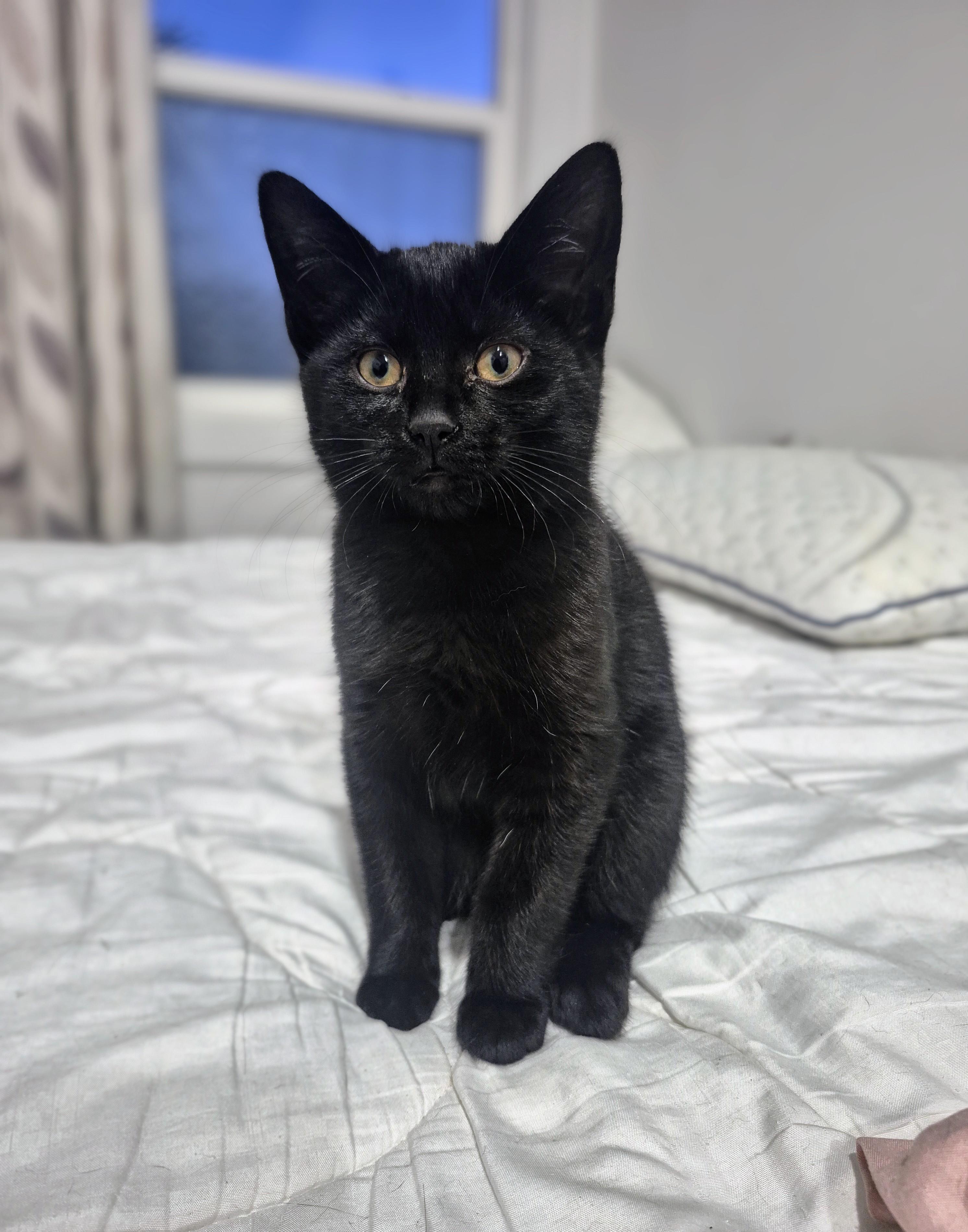 Lola, an adoptable Domestic Short Hair in Winnipeg, MB, R2L 0L6 | Photo Image 1