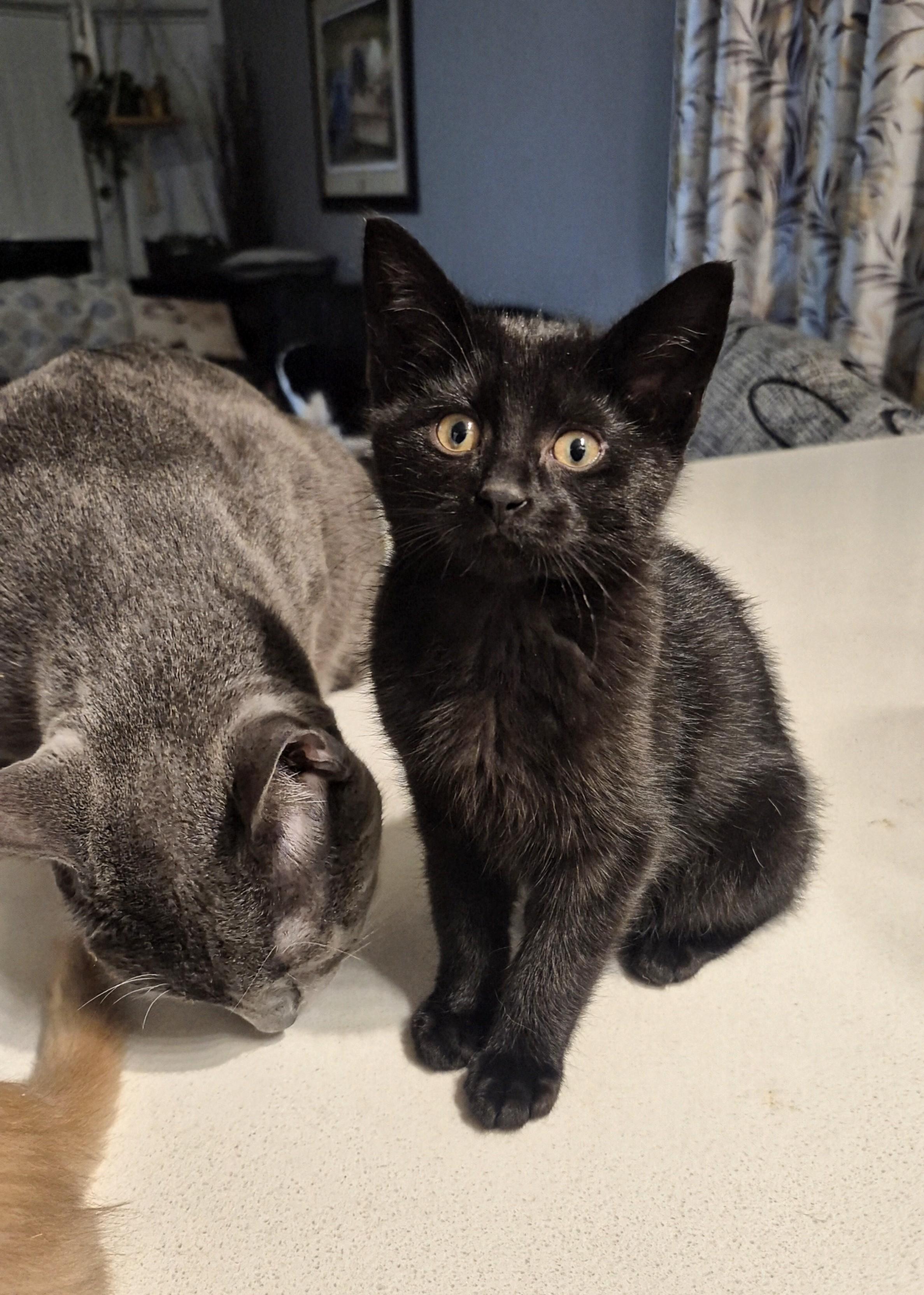 Lola, an adoptable Domestic Short Hair in Winnipeg, MB, R2L 0L6 | Photo Image 4