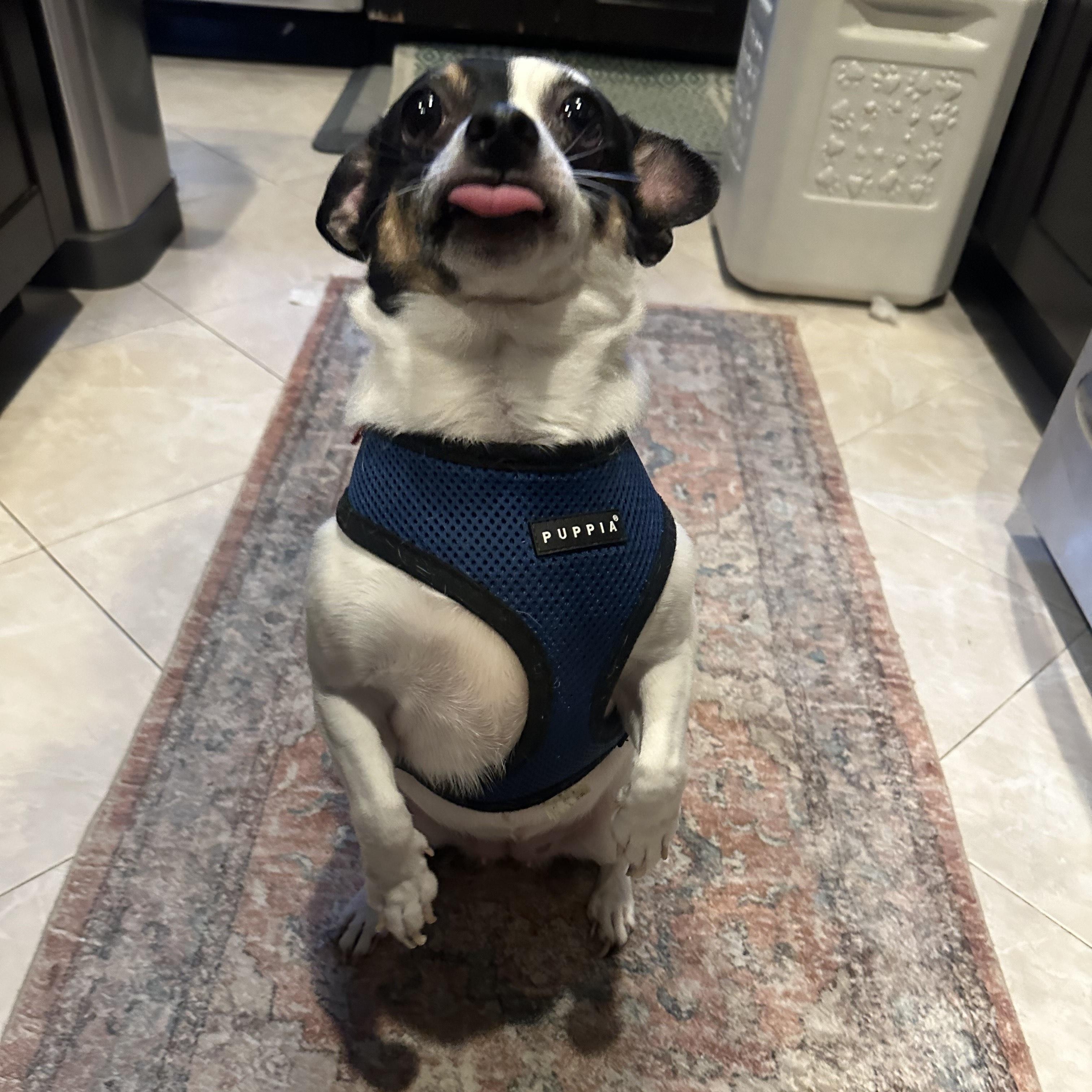 Enlarge Princess, a Adopted mixed breed in Brooklyn, NY image 4/5