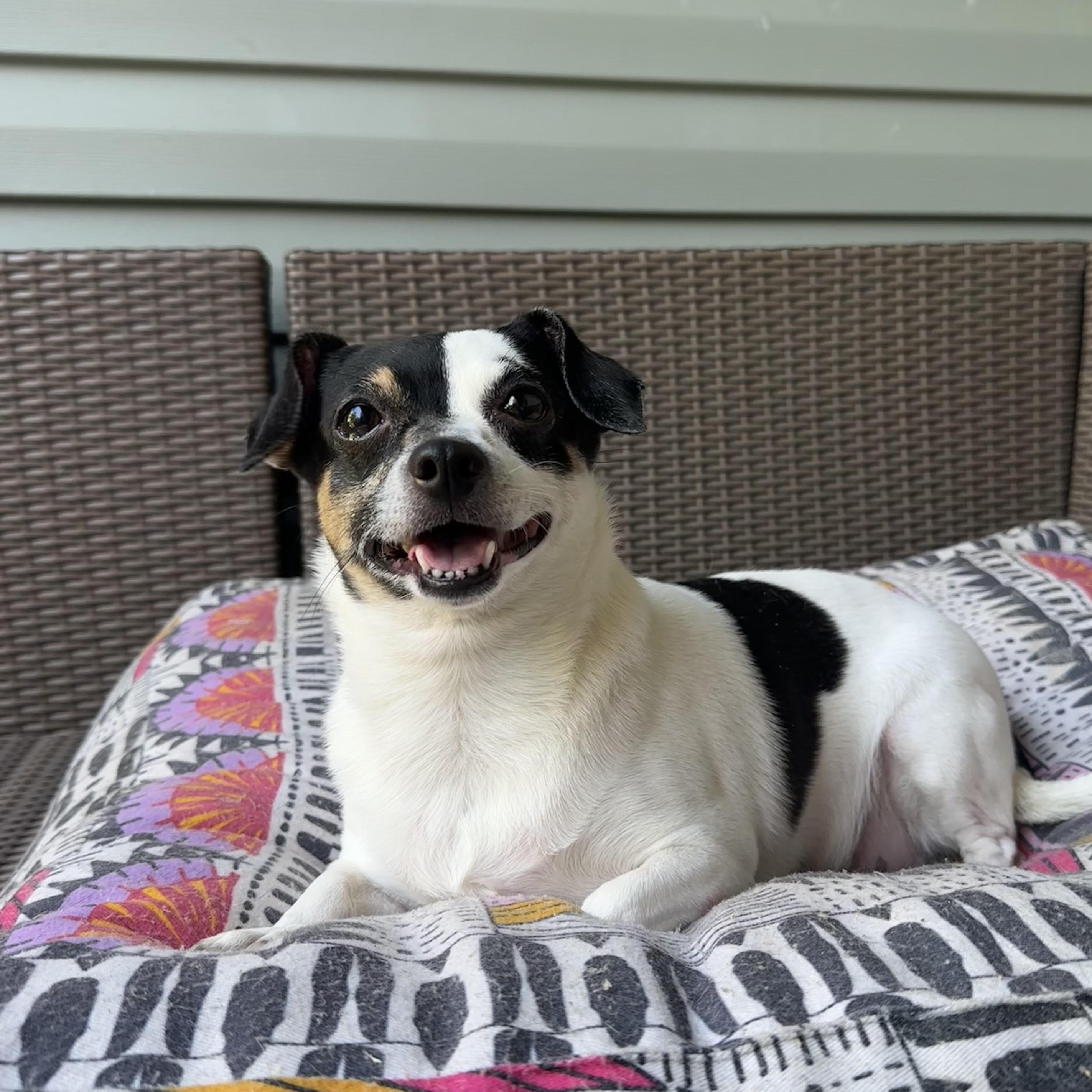 Enlarge Princess, a Adopted mixed breed in Brooklyn, NY image 5/5