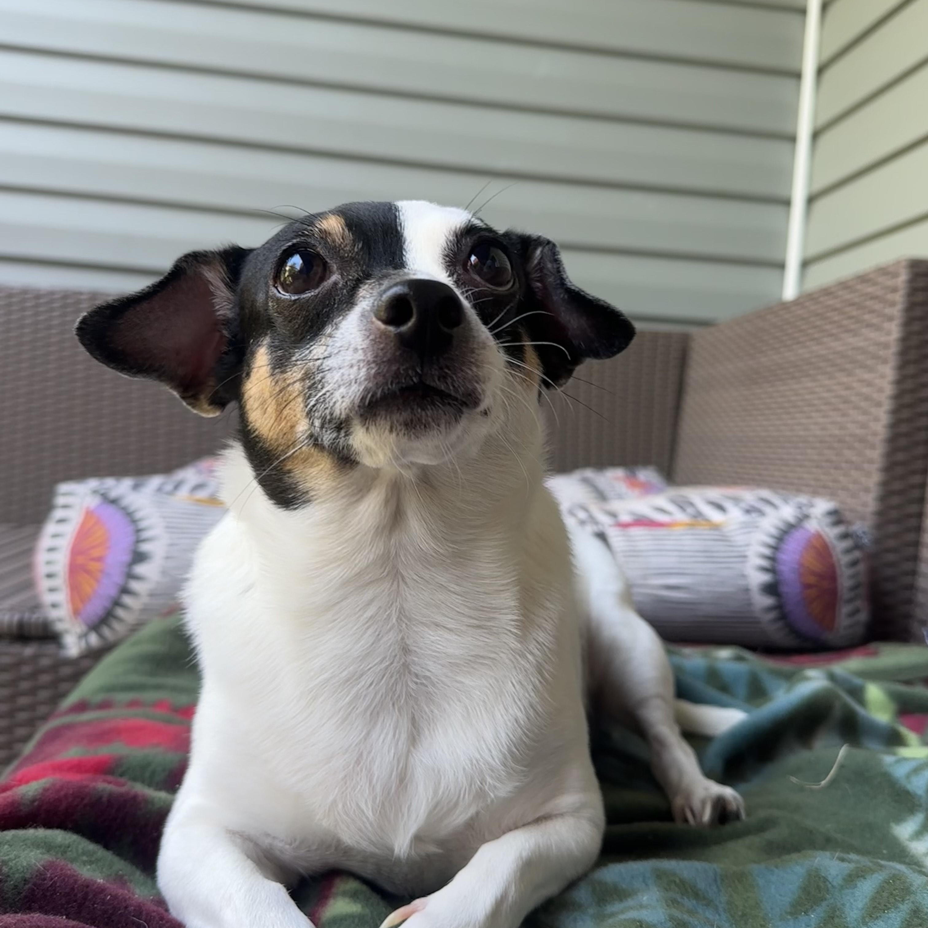 Enlarge Princess, a Adopted mixed breed in Brooklyn, NY image 1/5