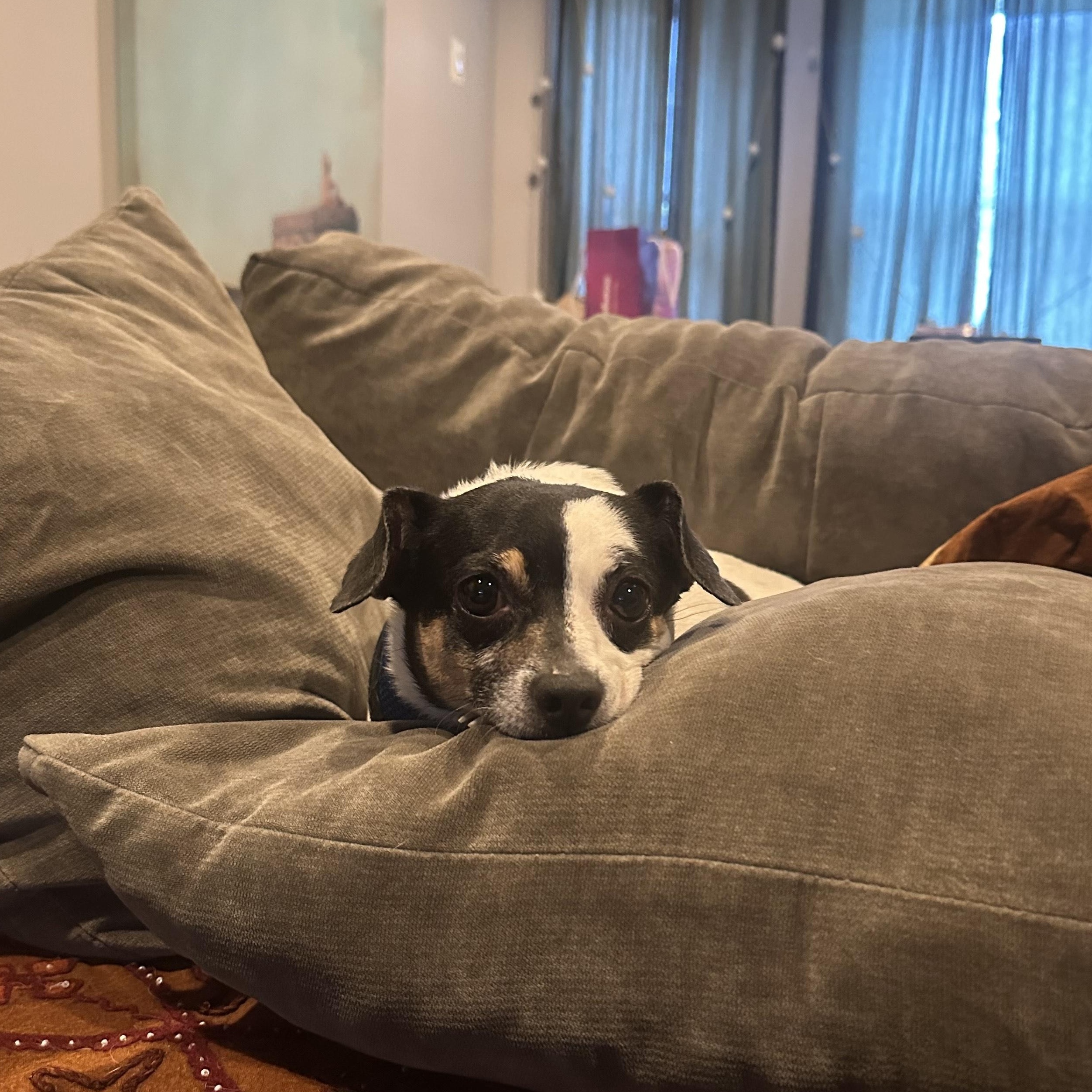 Enlarge Princess, a Adopted mixed breed in Brooklyn, NY image 3/5