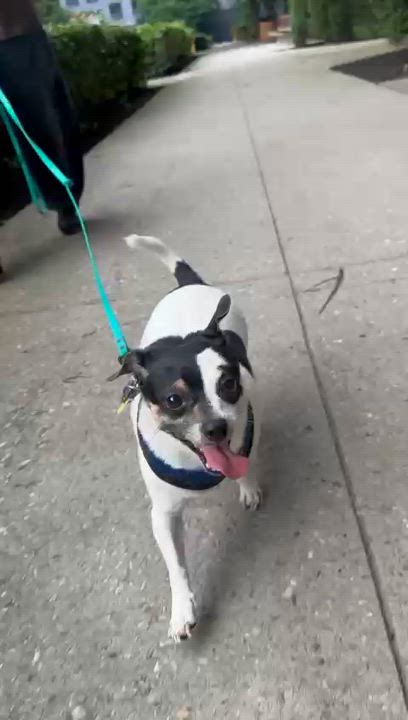 Enlarge Princess, a Adopted mixed breed in Brooklyn, NY video 2/5