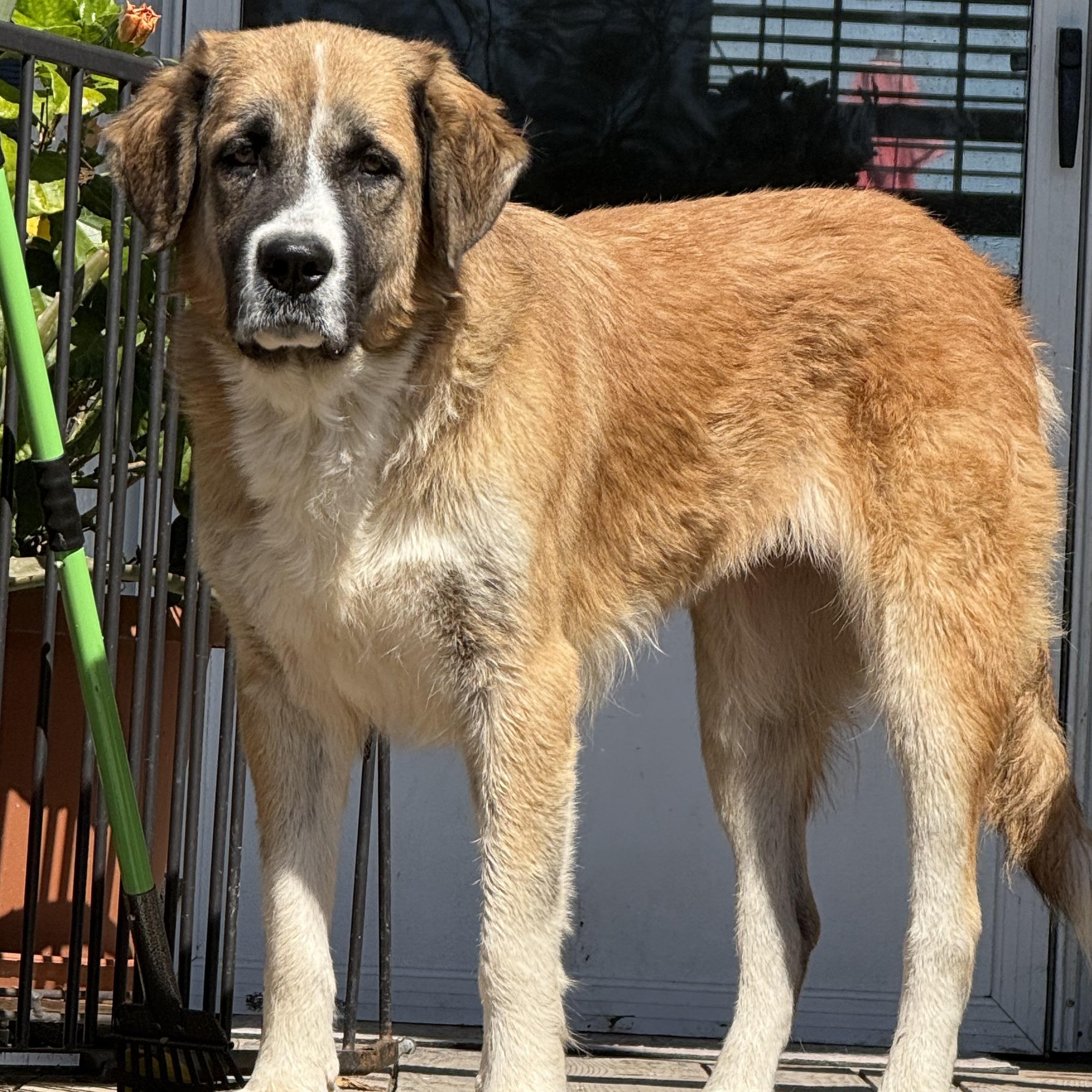 Enlarge Pearl, a Adopted mixed breed in Manchester, CT image 3/6