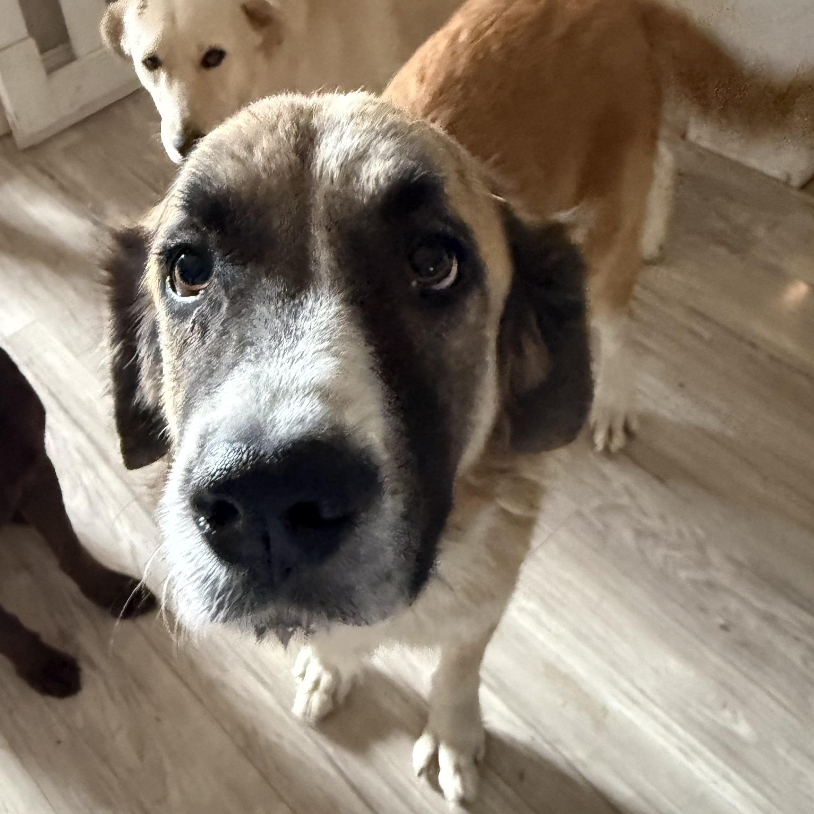 Enlarge Pearl, a Adopted mixed breed in Manchester, CT image 5/6