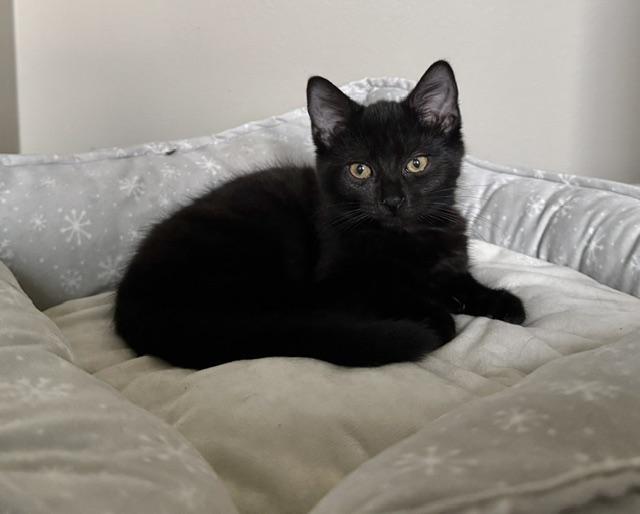 Enlarge Petra, an adoptable Domestic Short Hair in Grove City, OH image 1/2