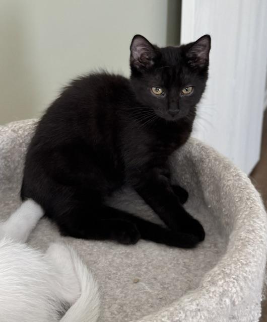 Enlarge Petra, an adoptable Domestic Short Hair in Grove City, OH image 2/2