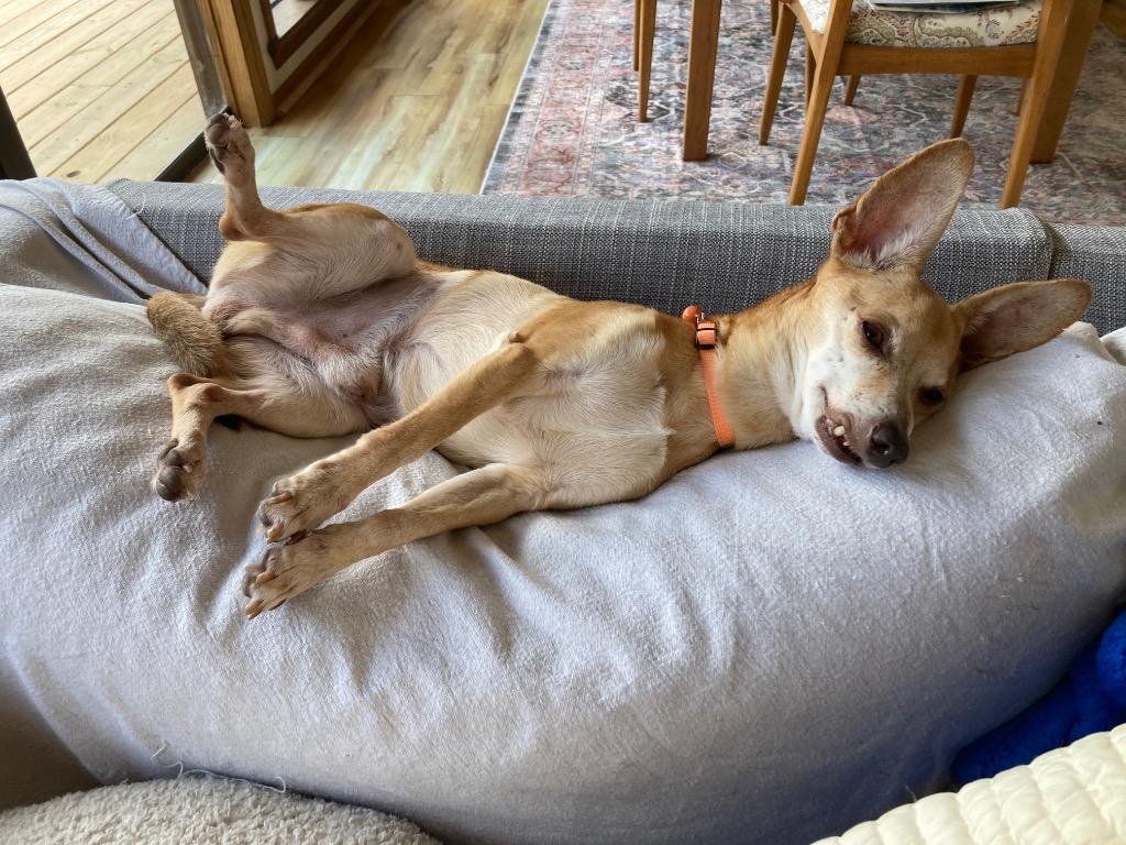 Wylie, a Adoptable Chihuahua in Bryan, TX image 1/6