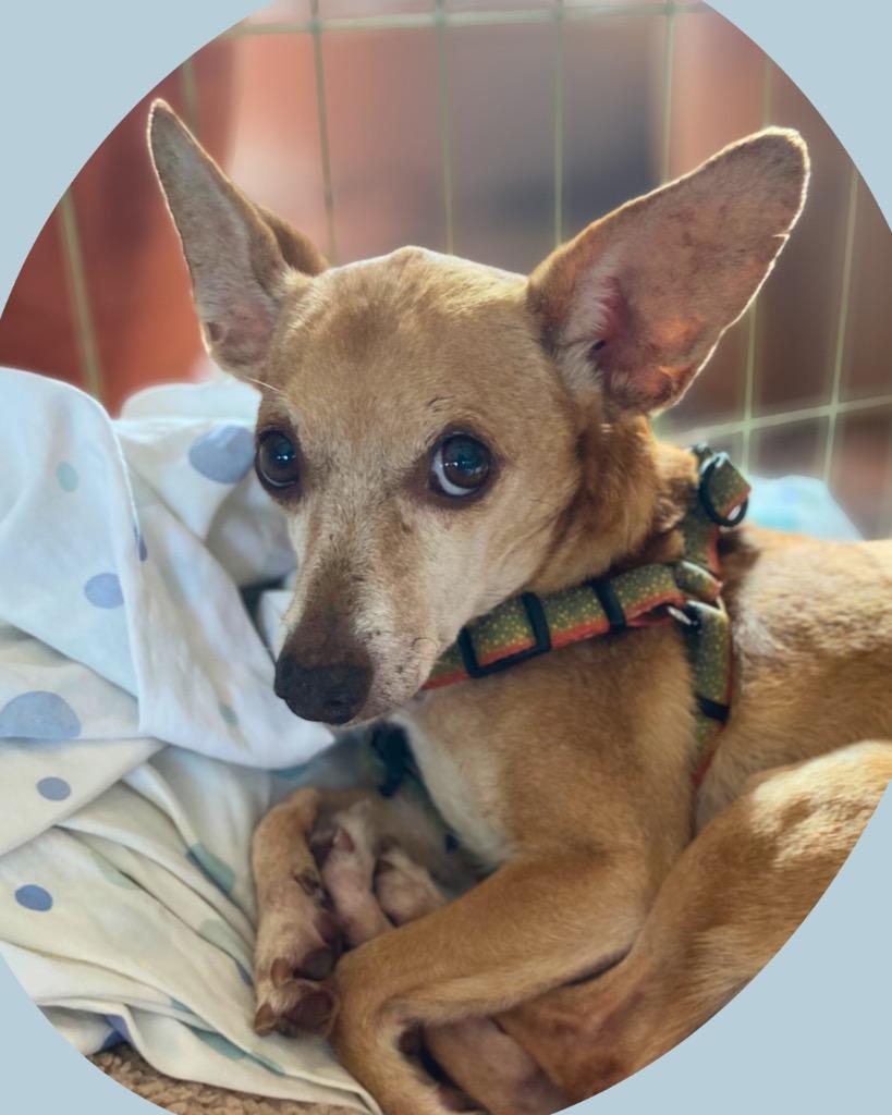 Wylie, a Adoptable Chihuahua in Bryan, TX image 2/6