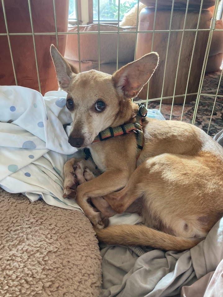 Wylie, a Adoptable Chihuahua in Bryan, TX image 3/6