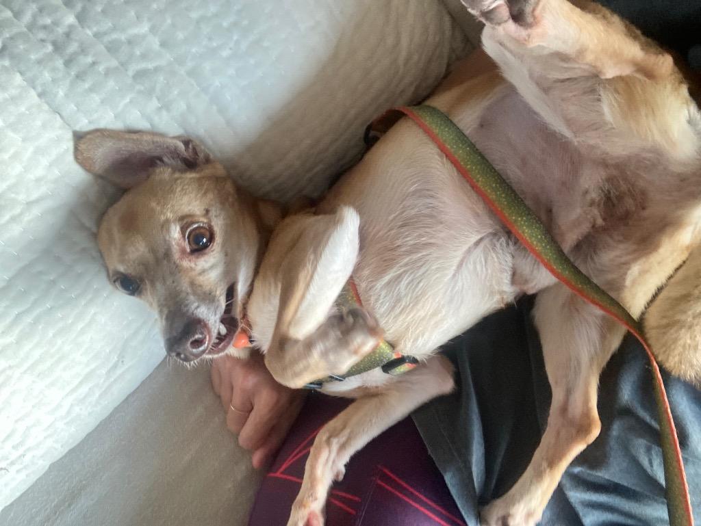 Wylie, a Adoptable Chihuahua in Bryan, TX image 4/6