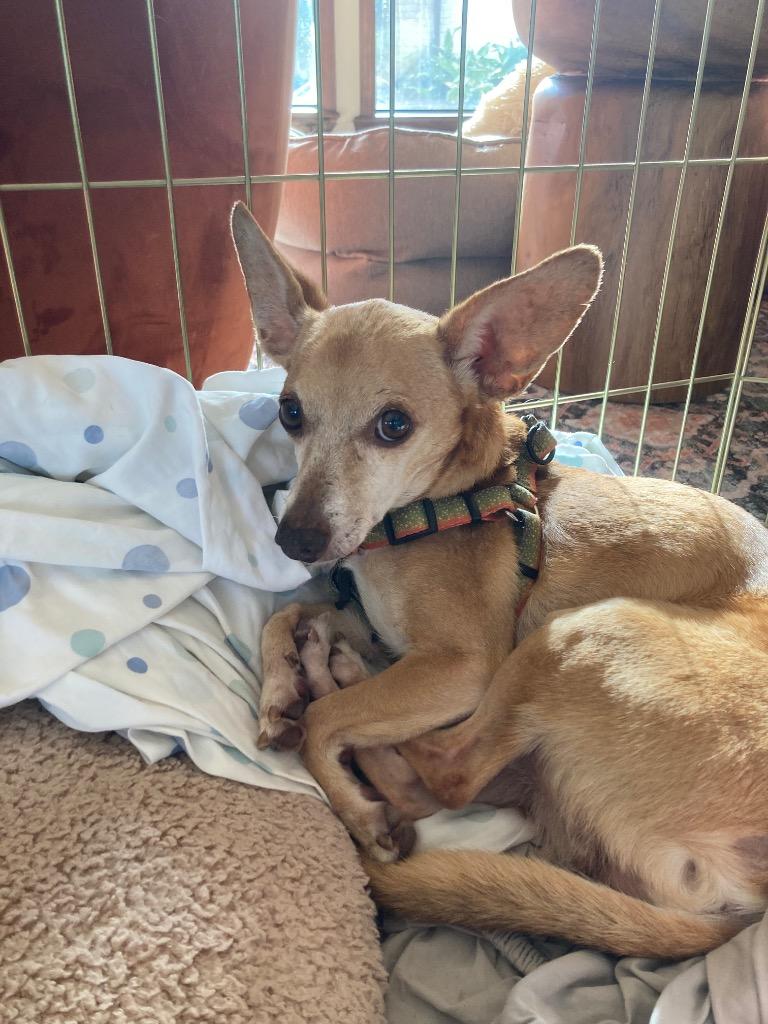 Wylie, a Adoptable Chihuahua in Bryan, TX image 5/6