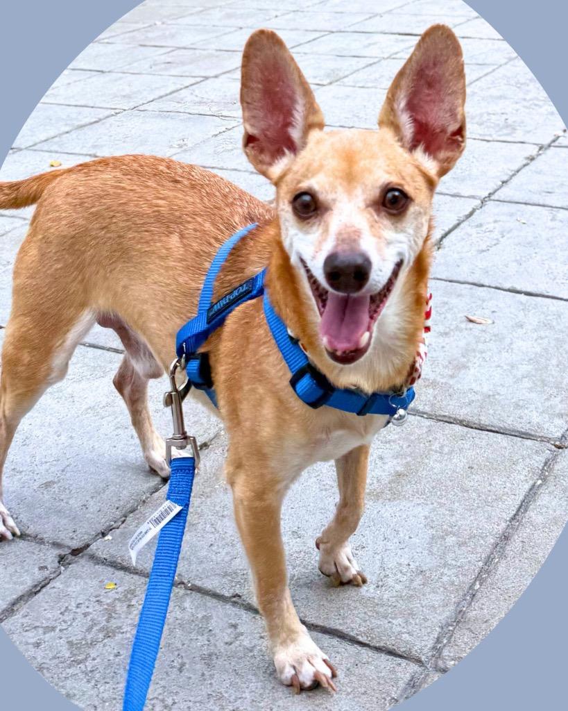 Enlarge Wylie, a Adoptable Chihuahua in Bryan, TX image 5/6