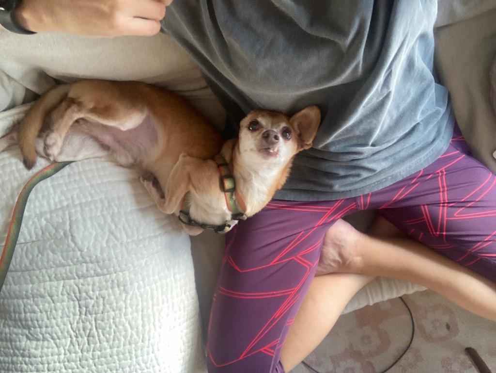 Wylie, a Adoptable Chihuahua in Bryan, TX image 6/6