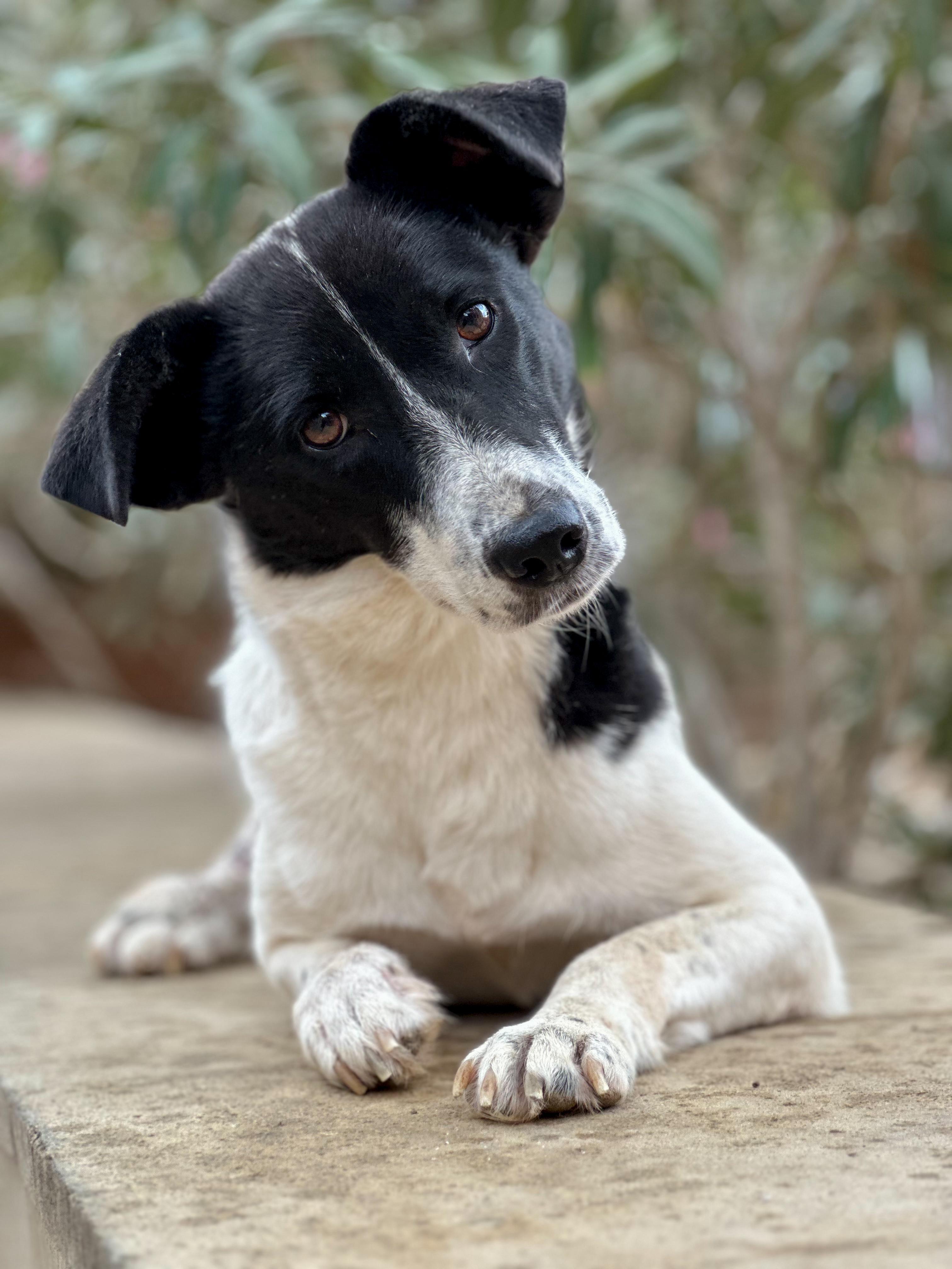 Sabrina, Adopted, Adult Female Canaan Dog & Terrier.
