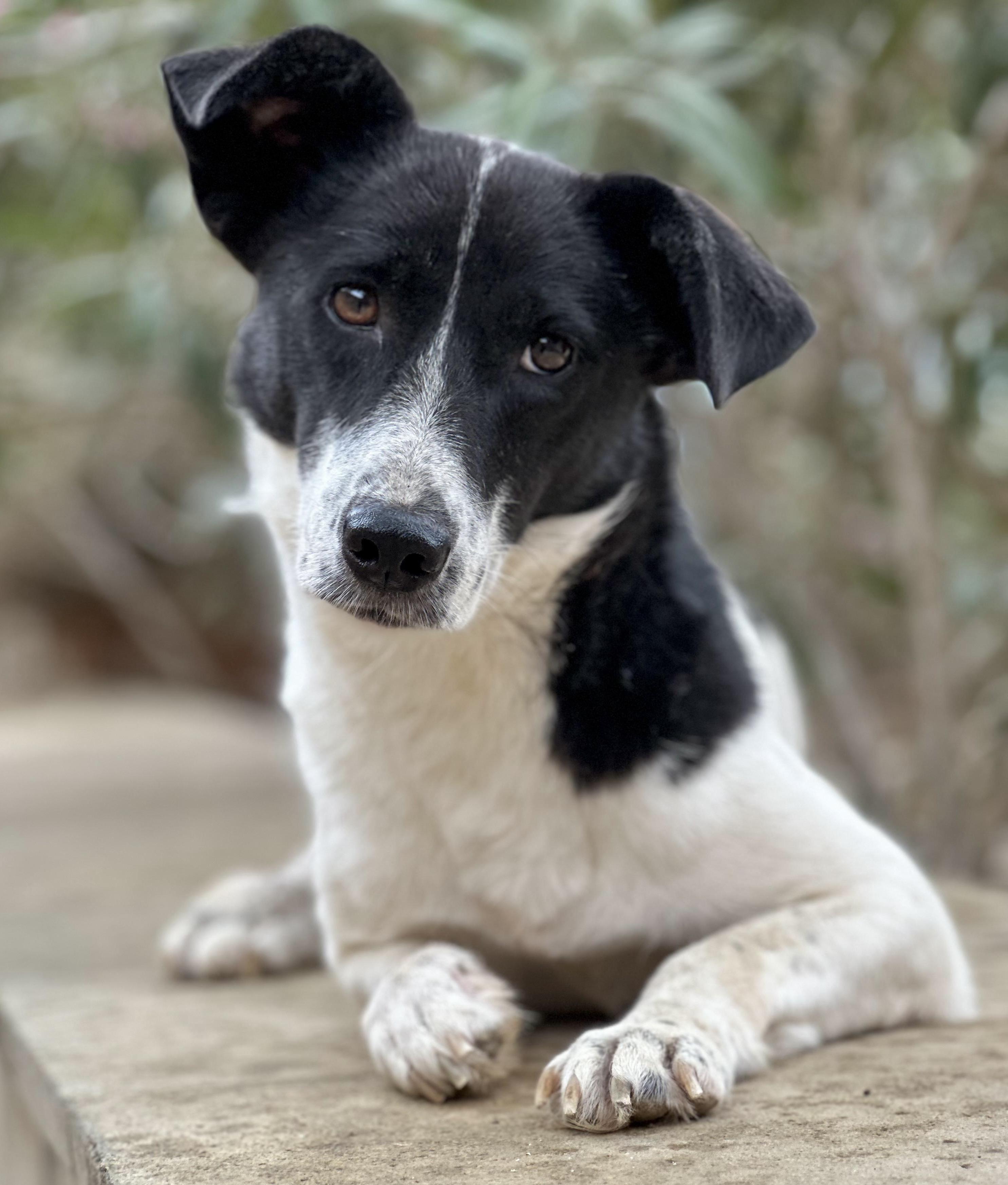 Enlarge Sabrina, a Adopted mixed breed in Mississauga, ON image 5/6