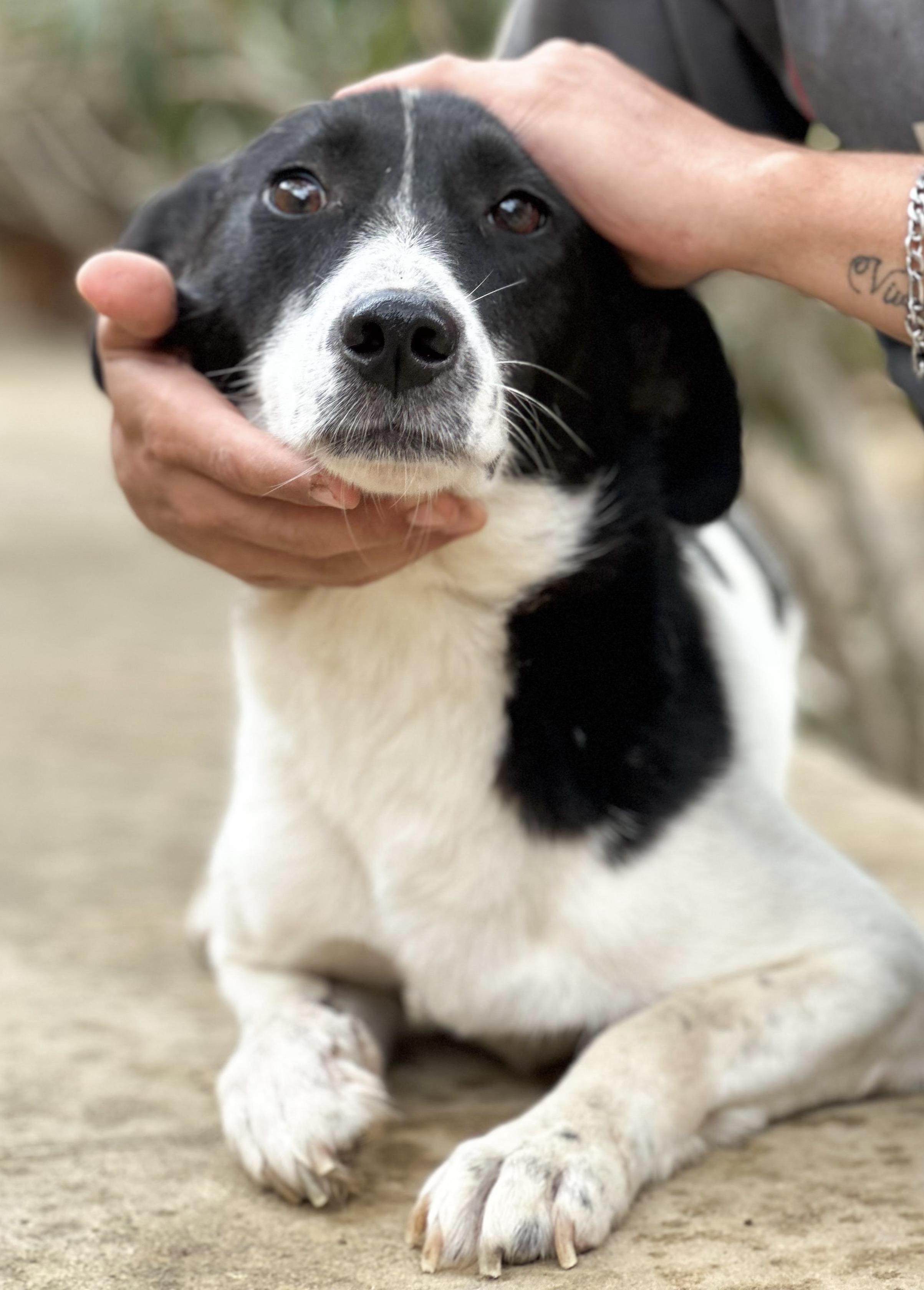 Enlarge Sabrina, a Adopted mixed breed in Mississauga, ON image 3/6