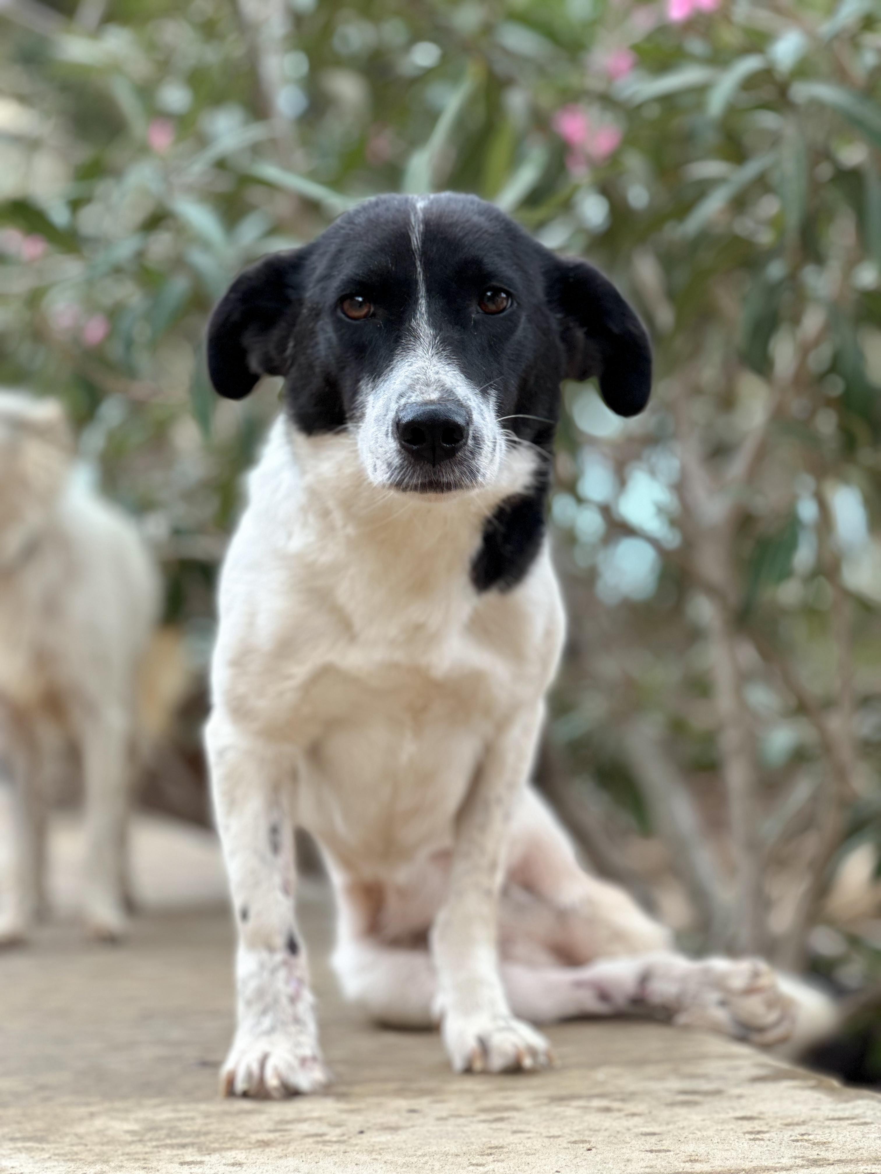 Enlarge Sabrina, a Adopted mixed breed in Mississauga, ON image 2/6