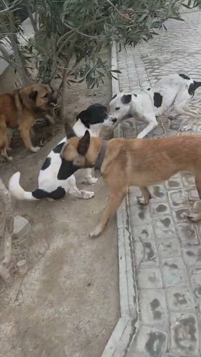 Enlarge Sabrina, a Adopted mixed breed in Mississauga, ON video 6/6