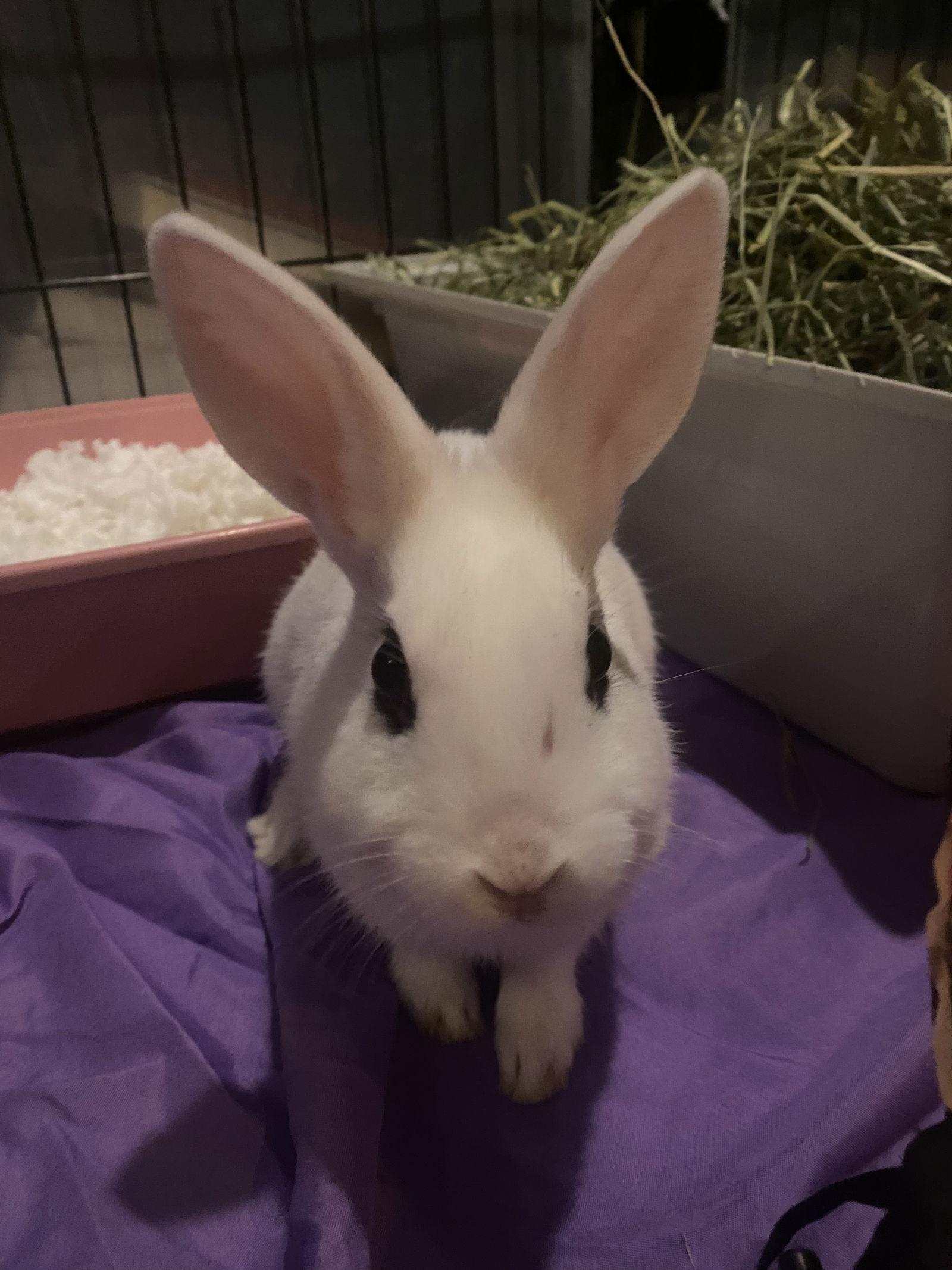 Luna's Mars Rabbit KIT, Adoptable, Baby Male Hotot.