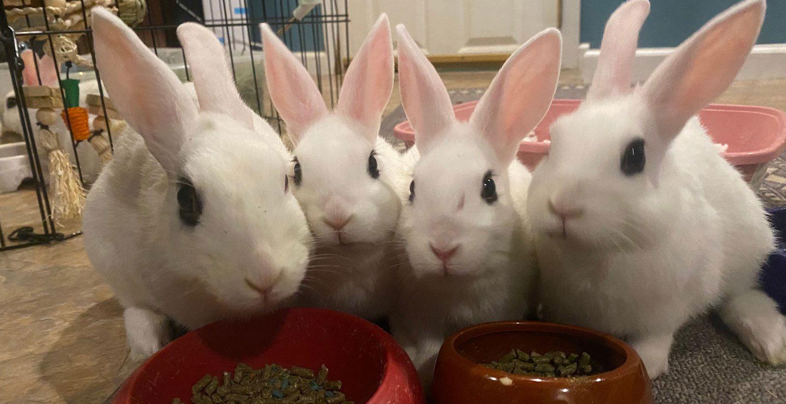 Luna's Mars Rabbit KIT, Adoptable, Baby Male Hotot.