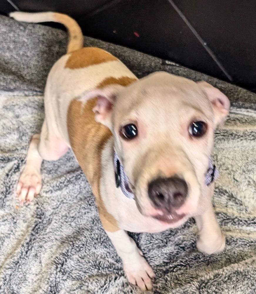 Shea-Sweet Older Puppy!, Adoptable, Young Female American Bulldog & Mixed Breed.