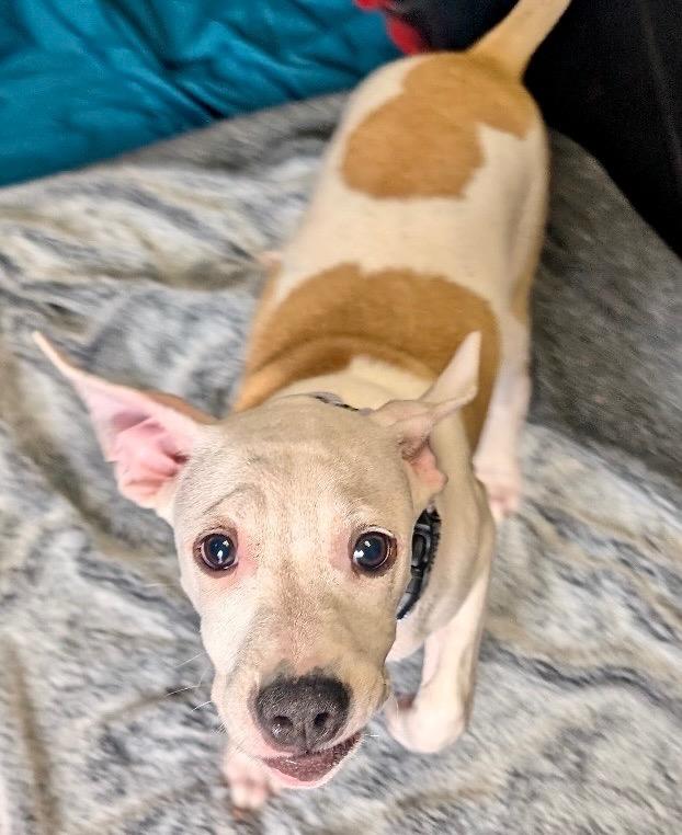 Shea-Sweet Older Puppy!, a Adoptable mixed breed in Fort Myers, FL image 2/3