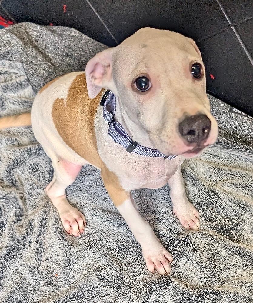 Shea-Sweet Older Puppy!, a Adoptable mixed breed in Fort Myers, FL image 3/3