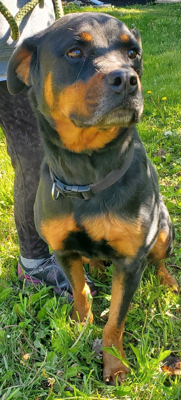 CHAI, a ADOPTABLE Rottweiler in Oswego, IL image 2/3