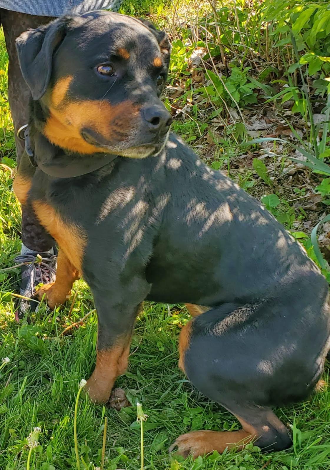 CHAI, ADOPTABLE, Adult Female Rottweiler.