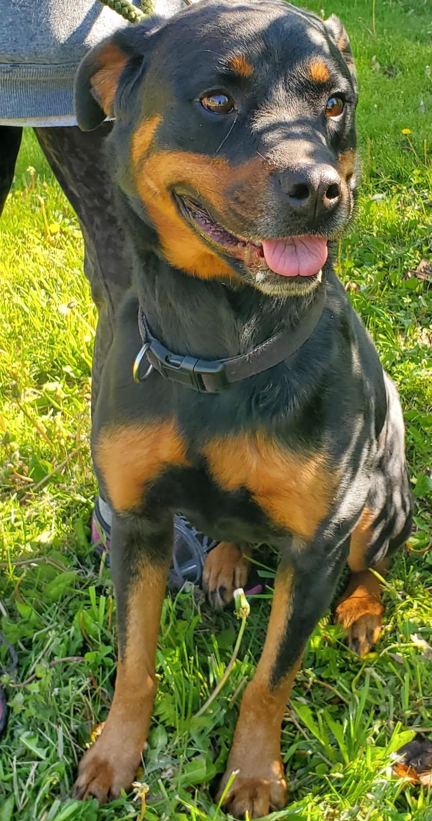 CHAI, a ADOPTABLE Rottweiler in Oswego, IL image 3/3