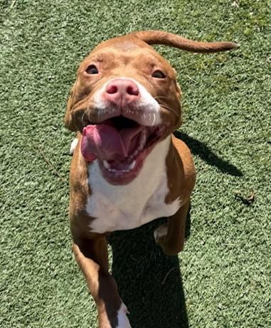 Nefertiti, Adoptable, Young Female Pit Bull Terrier & Mixed Breed.