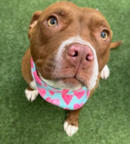 Enlarge Nefertiti, a Adoptable mixed breed in Lewisville, TX image 2/3