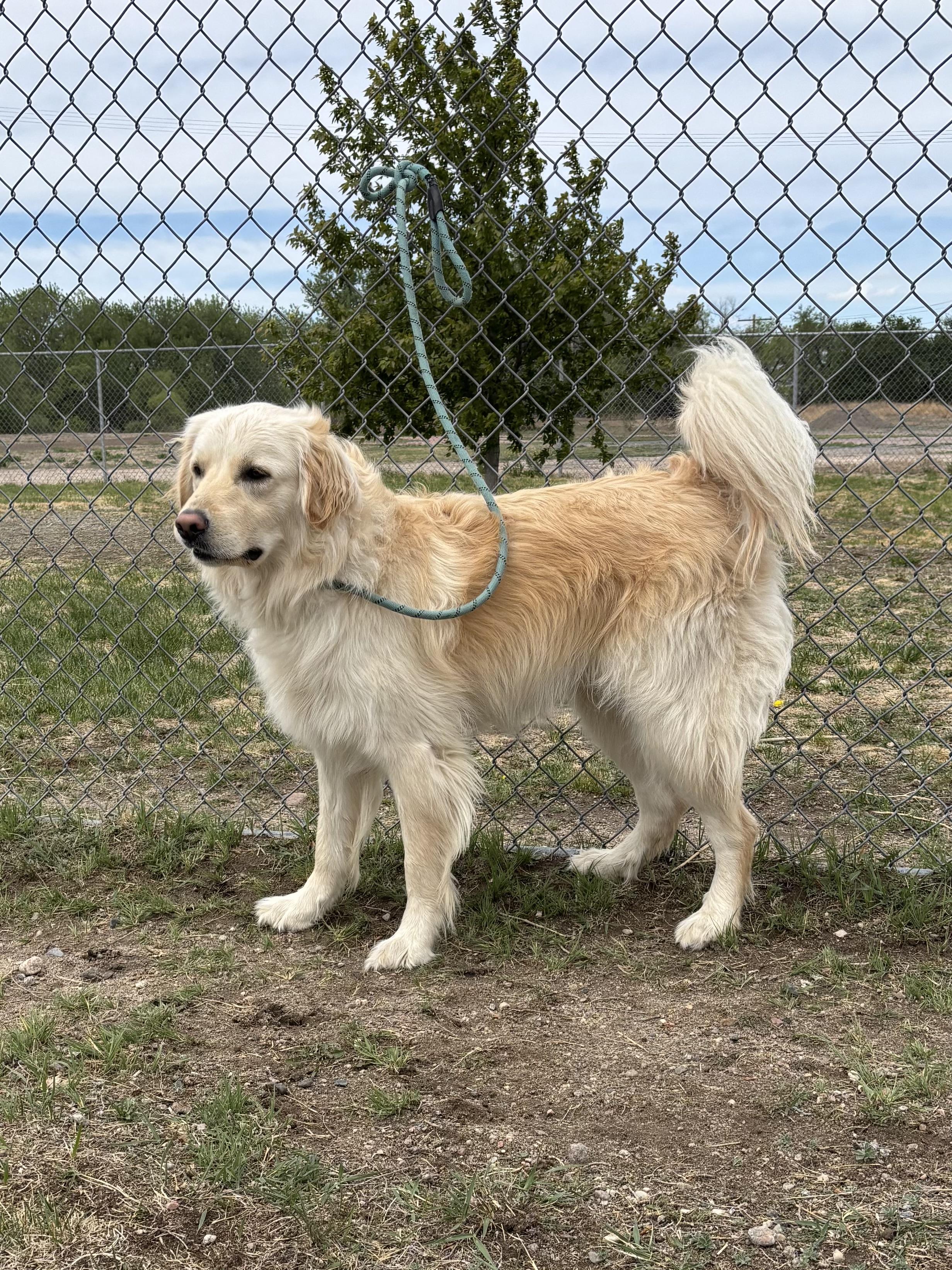 Rocky, an adoptable mixed breed in Torrington, WY image 1/3