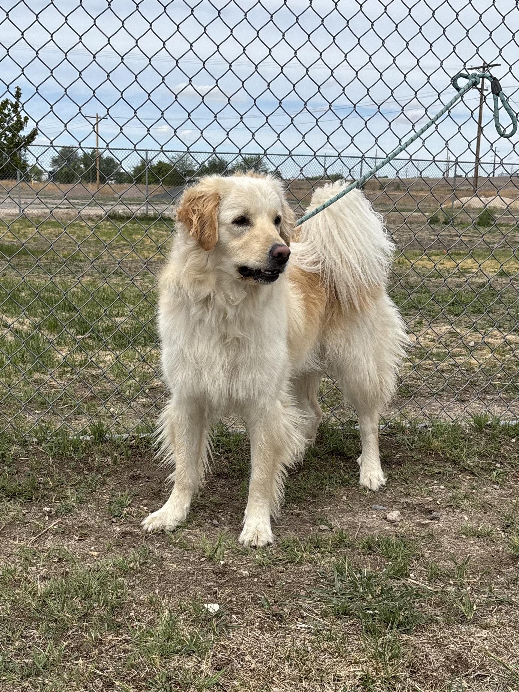 Rocky, an adoptable mixed breed in Torrington, WY image 2/3