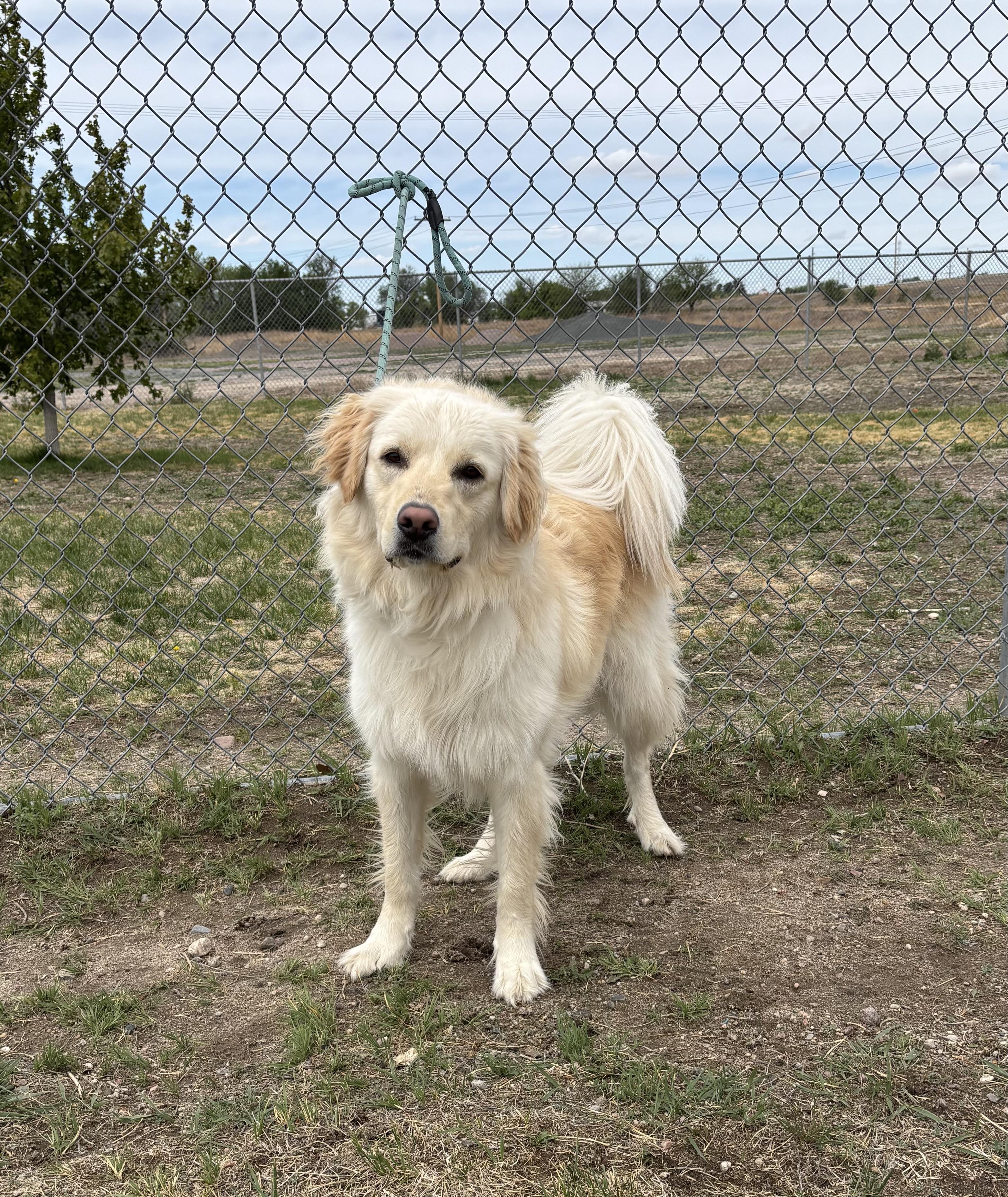 Rocky, an adoptable mixed breed in Torrington, WY image 3/3