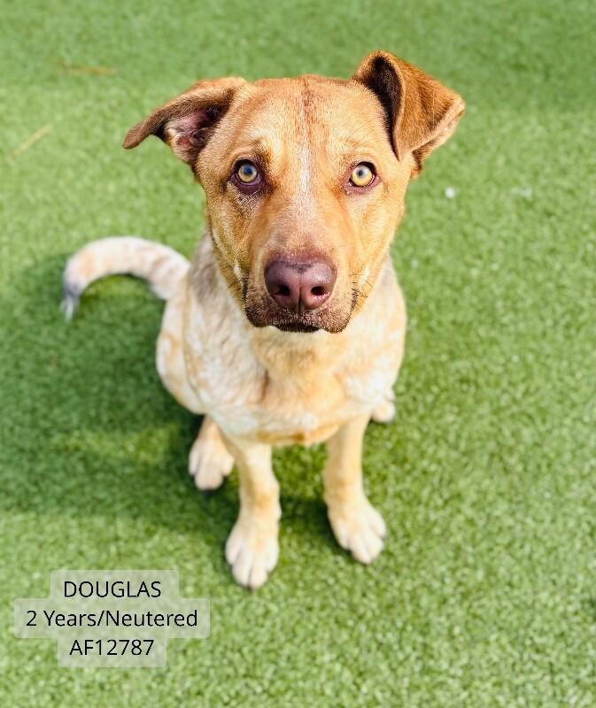 Douglas, Adoptable, Adult Male Pointer.