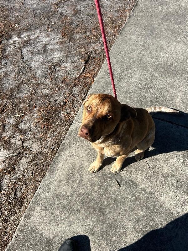 Douglas, a Adoptable Pointer in Supply, NC image 2/2