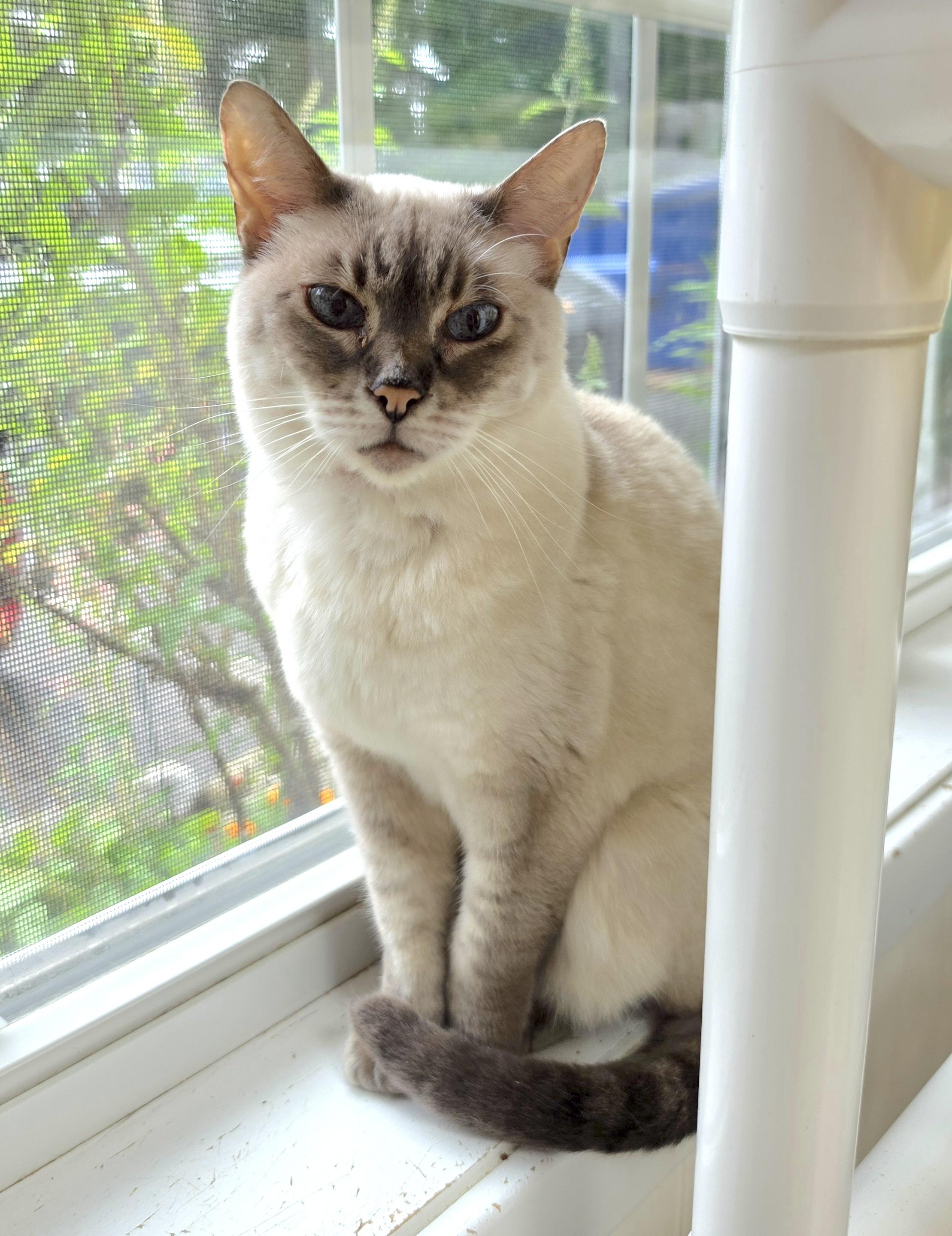 Heidi, a ADOPTABLE mixed breed in Westbrook, CT image 1/3