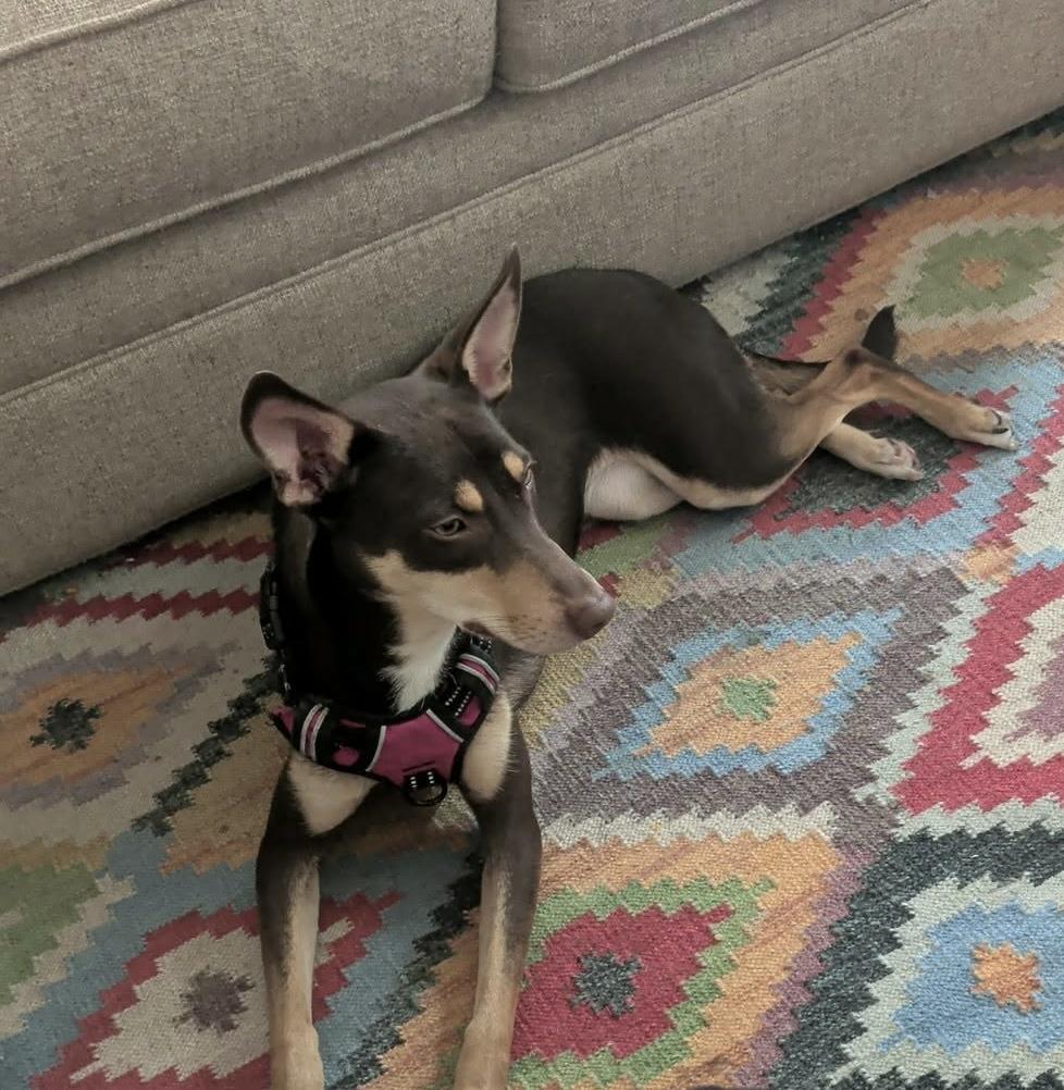 Krissy, adopted, Young Female German Pinscher & Miniature Pinscher.