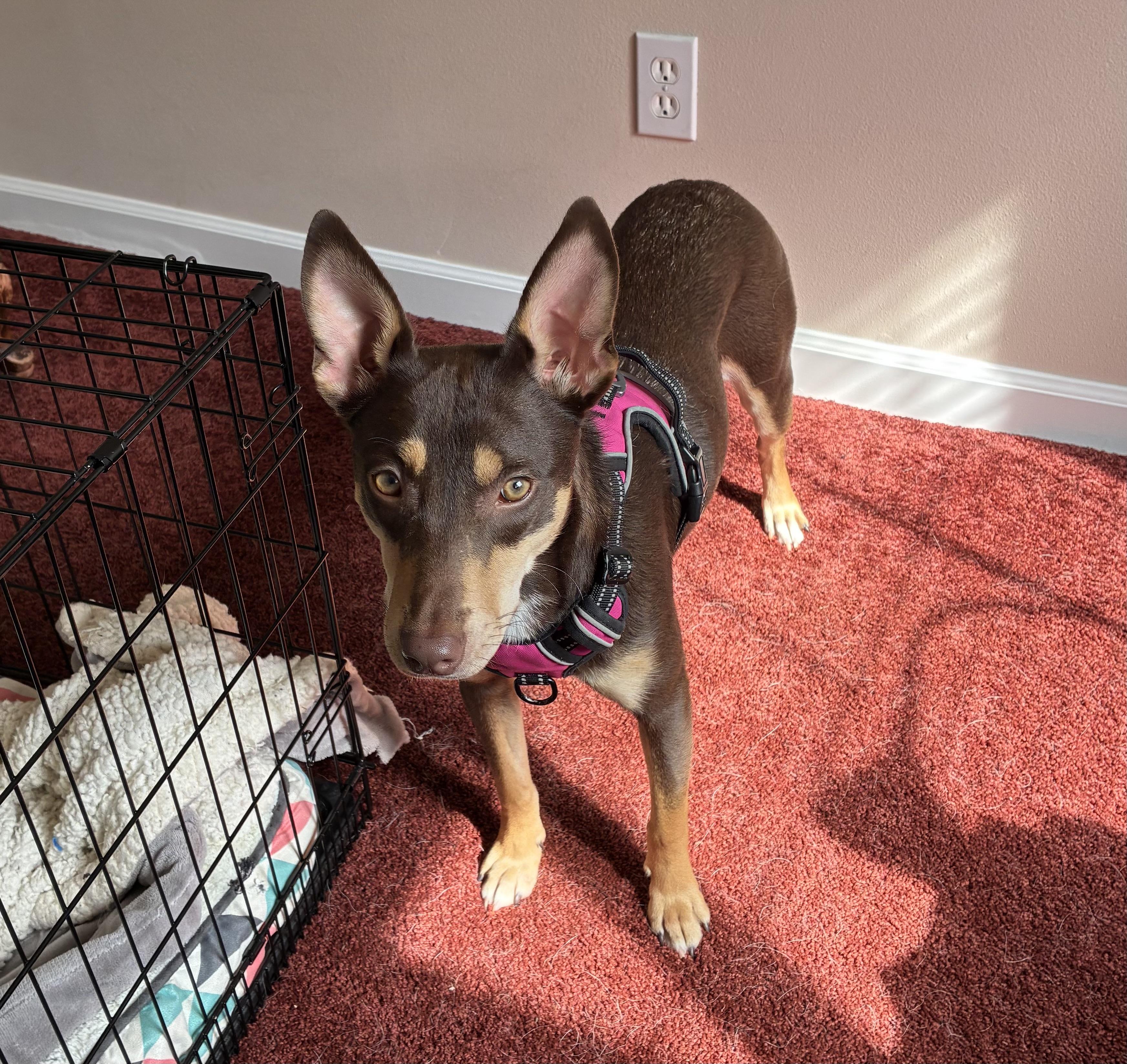 Krissy, an adopted mixed breed in COVINGTON, WA image 5/6