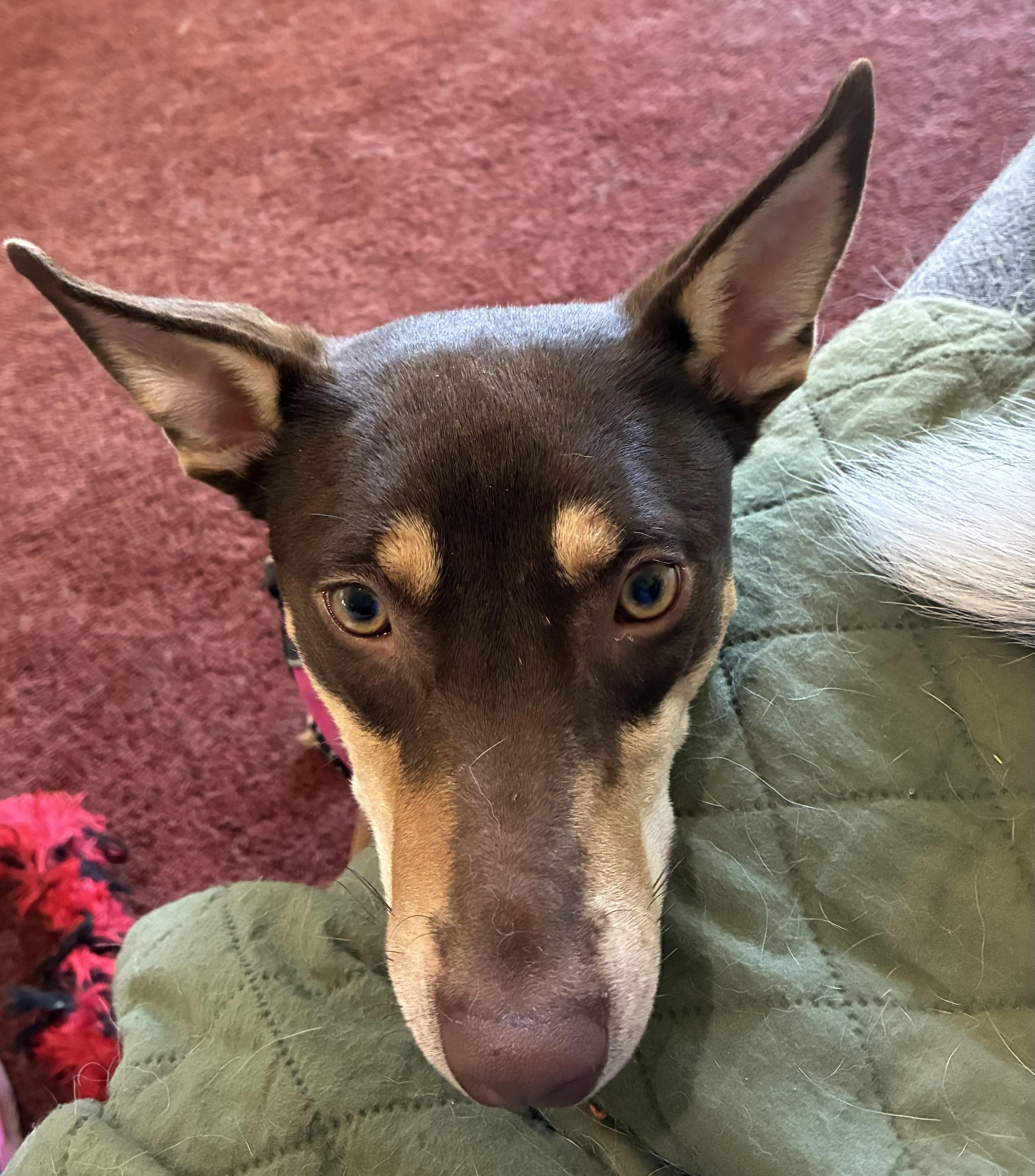 Krissy, an adopted mixed breed in COVINGTON, WA image 4/6