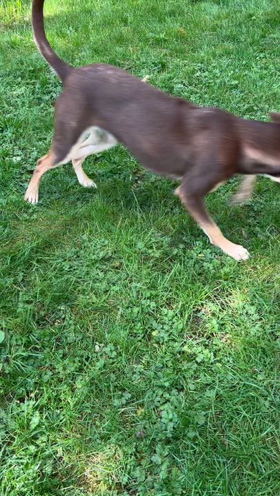Enlarge Krissy, an adopted mixed breed in COVINGTON, WA video 6/6