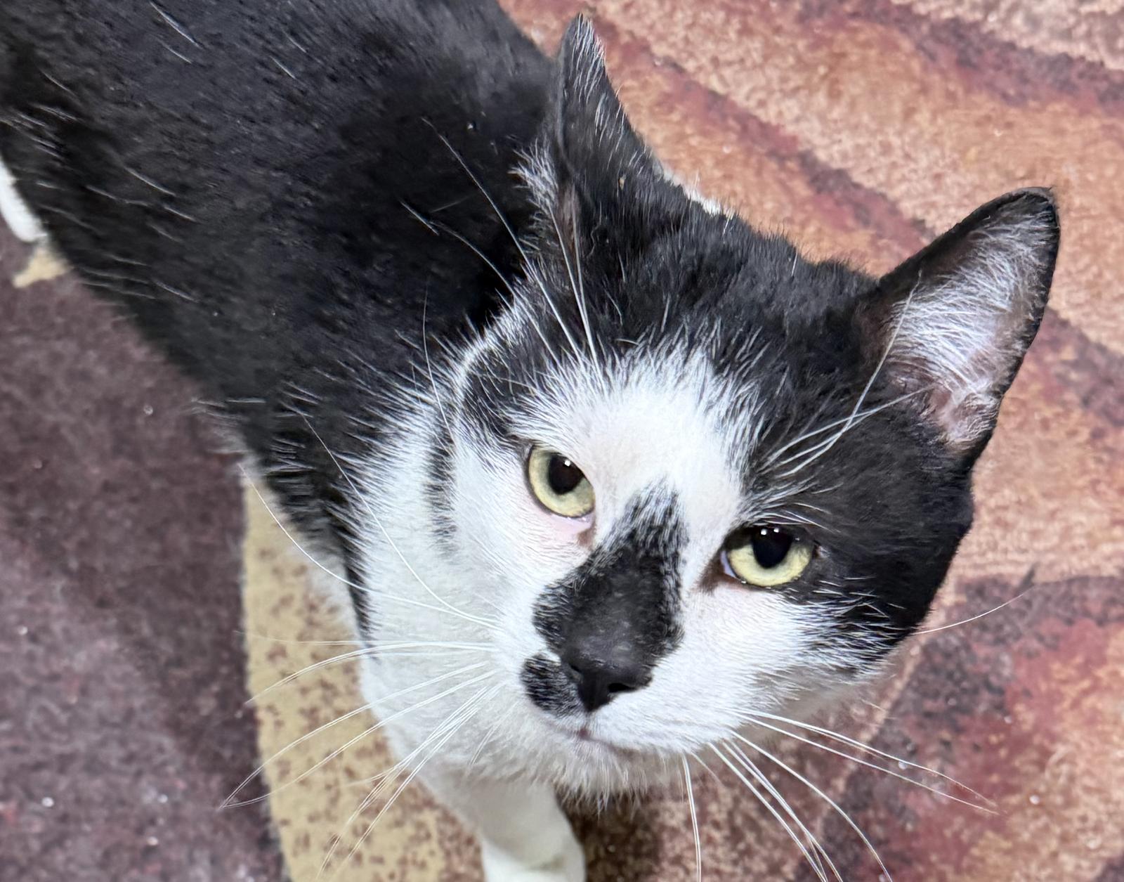 Streets, Adoptable, Young Male Domestic Short Hair.